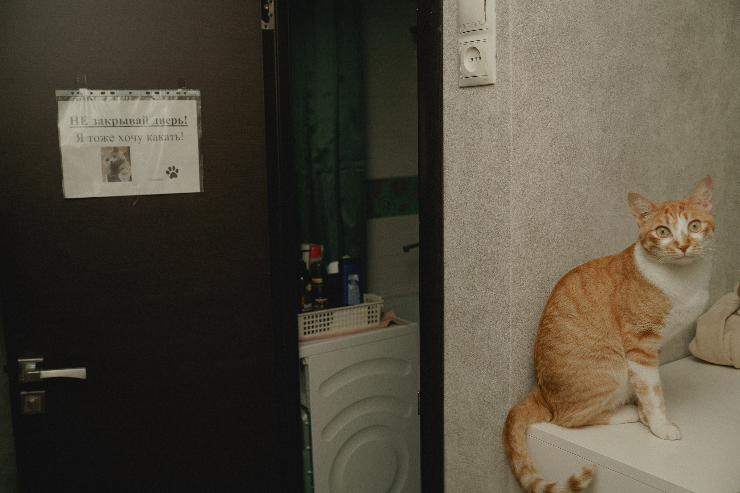 Там где кошки поют…. Свадебный и семейный фотограф в Абакане Василевский Алексей