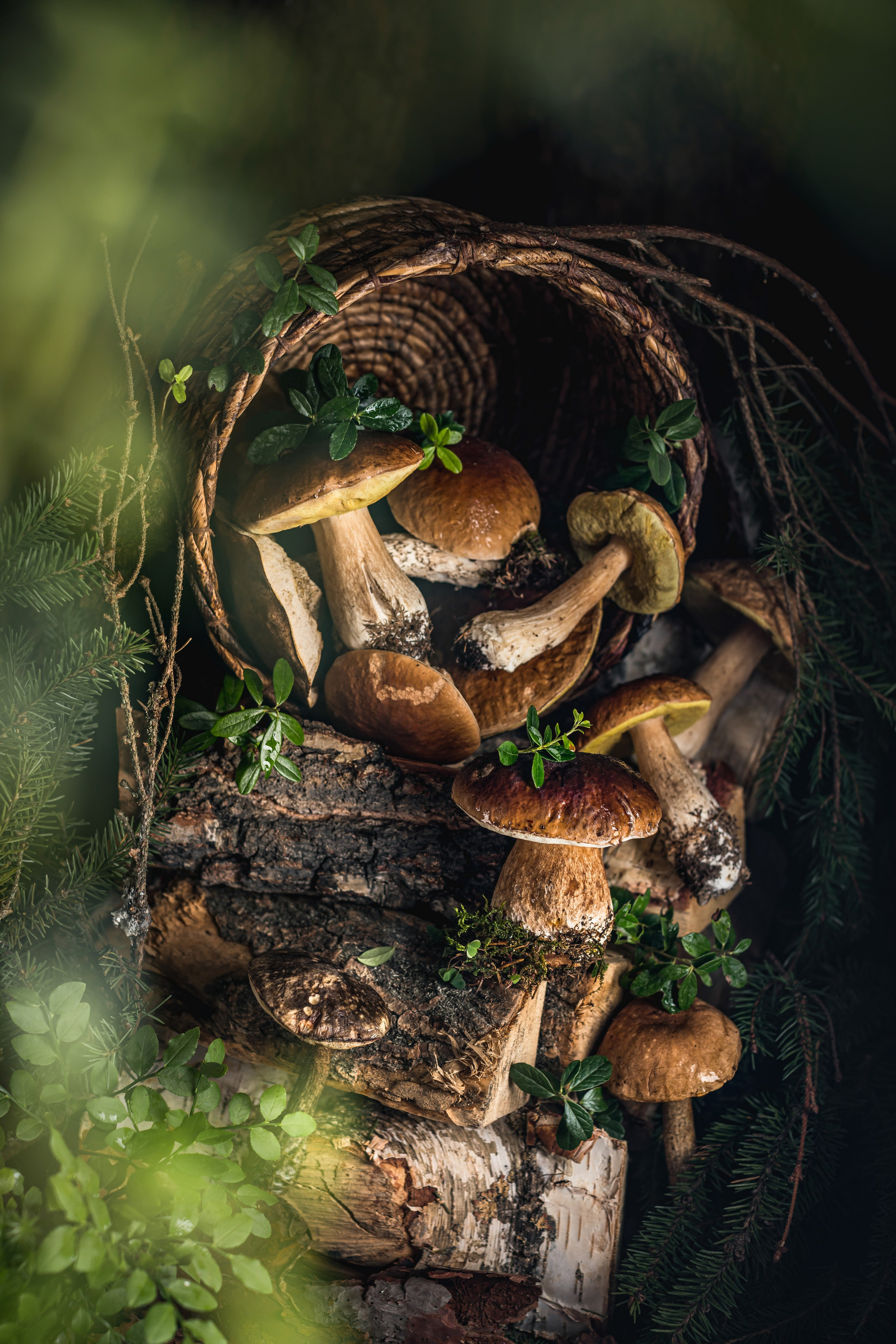 Mushrooms stories