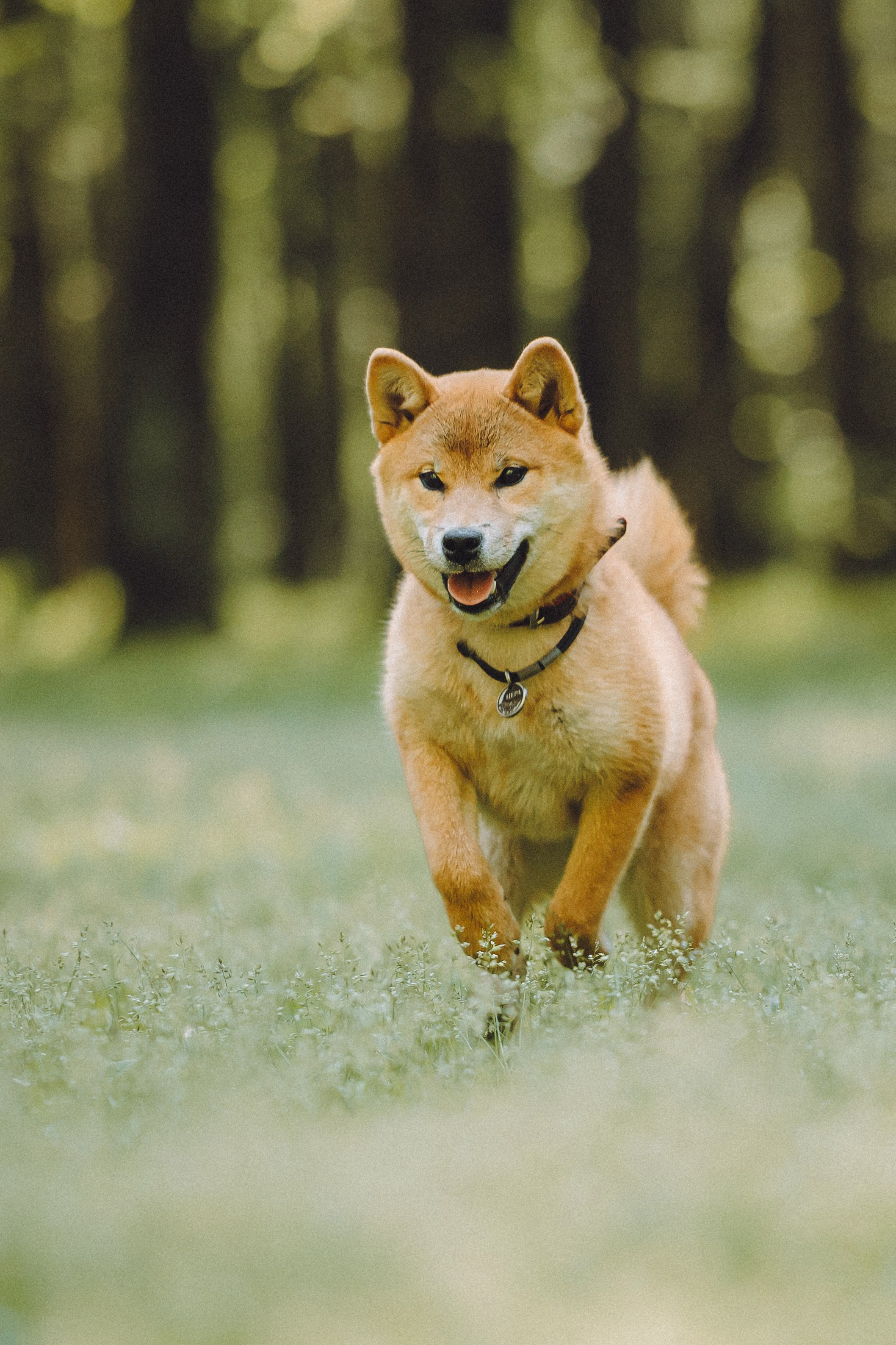 Шед, Цири, Чиби, Цера и их семья