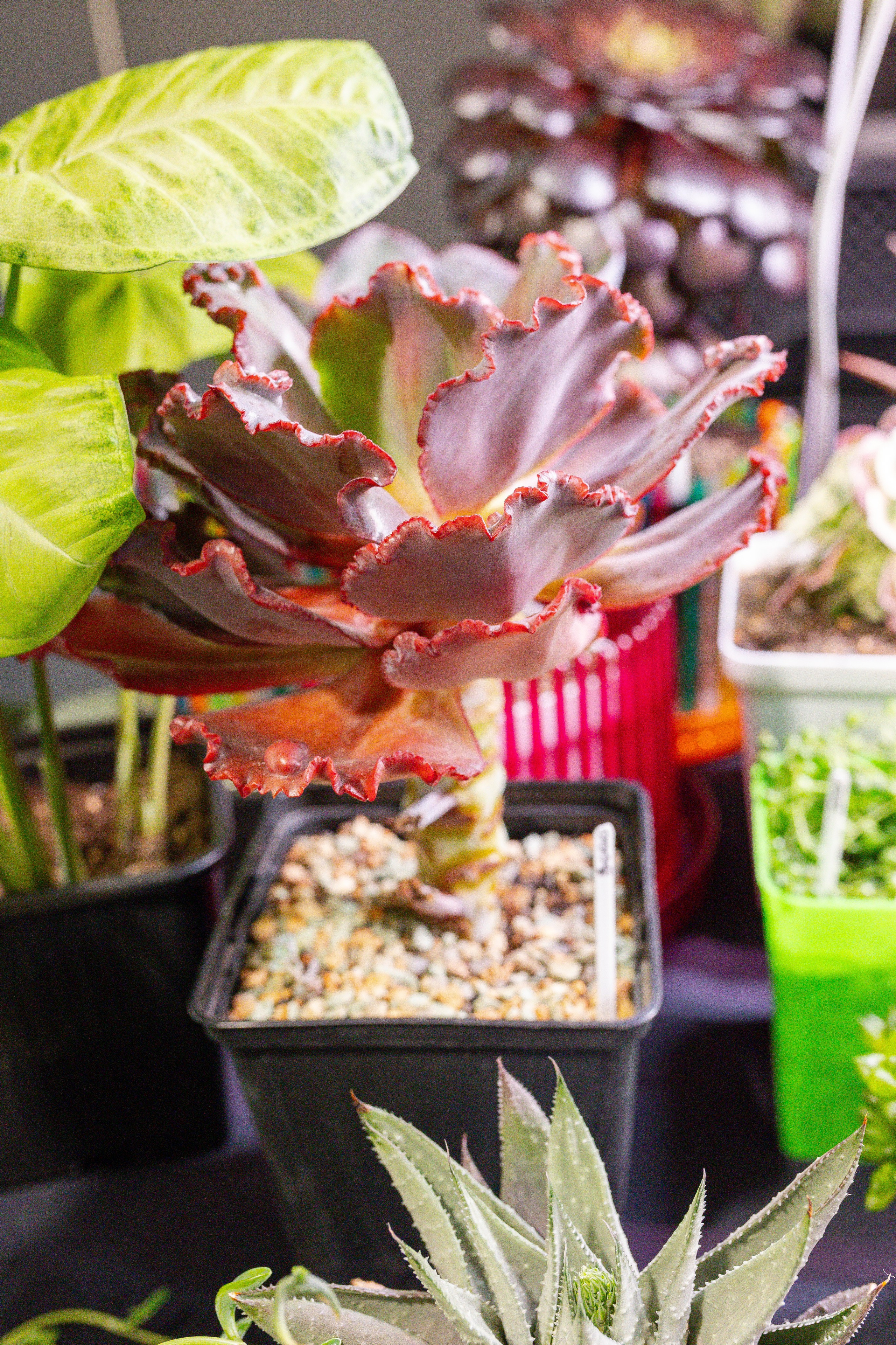 Кактус Фест. Александра Куликова фотограф, Москва