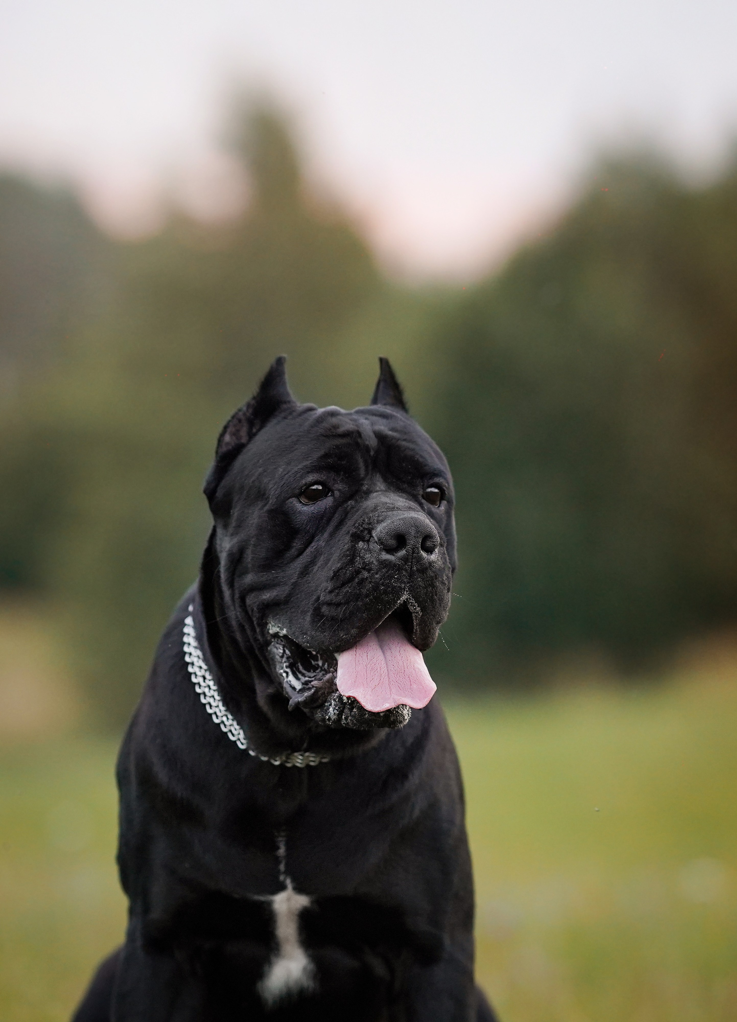 Юлия Костя и Виннер. Фотограф-анималист в Санкт-Петербурге Яна Мартынова