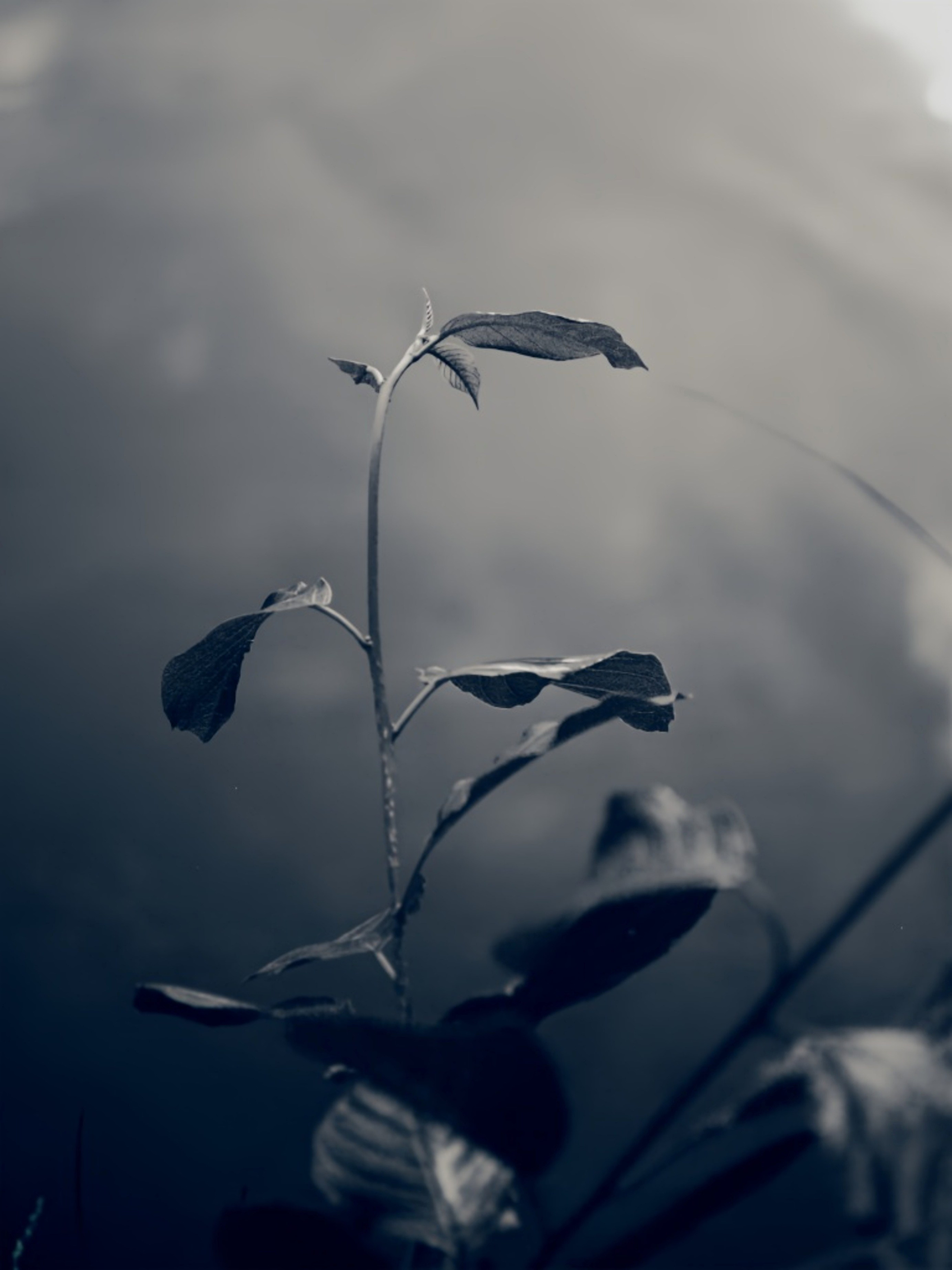 Nature. Надежда Козлова, фотограф, Санкт — Петербург