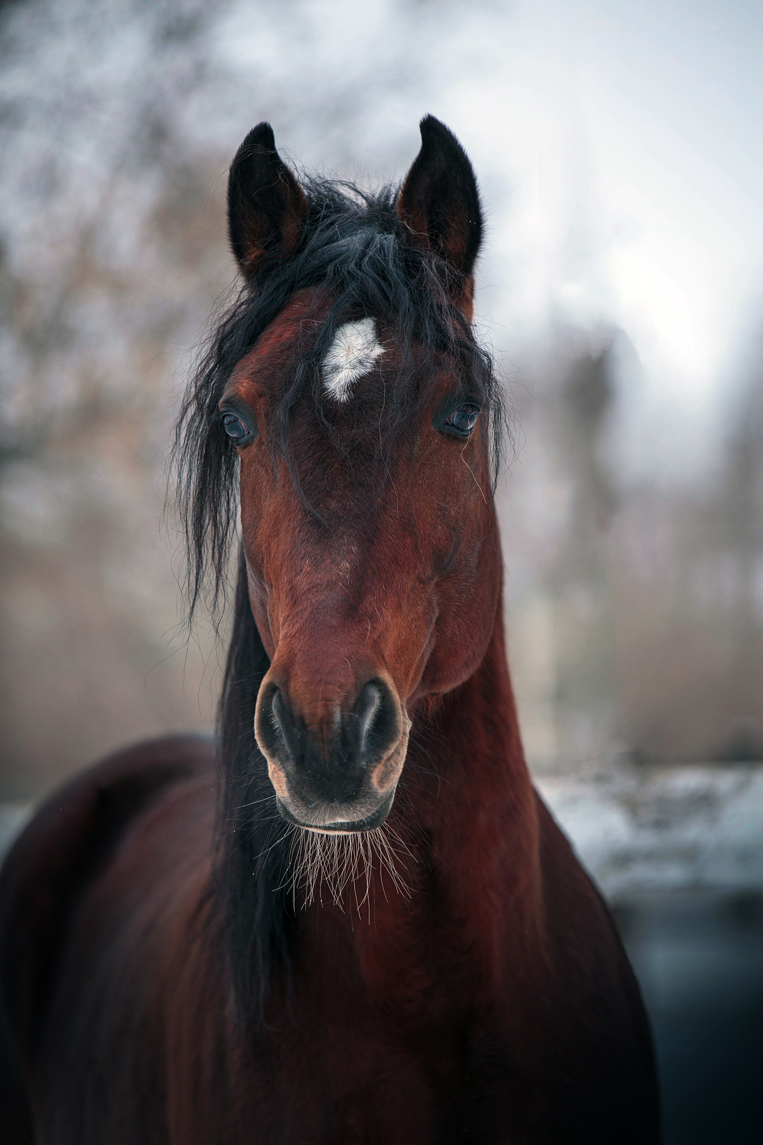 Лошади зимой. Конный фотограф в Красноярске — Любовь Похабова