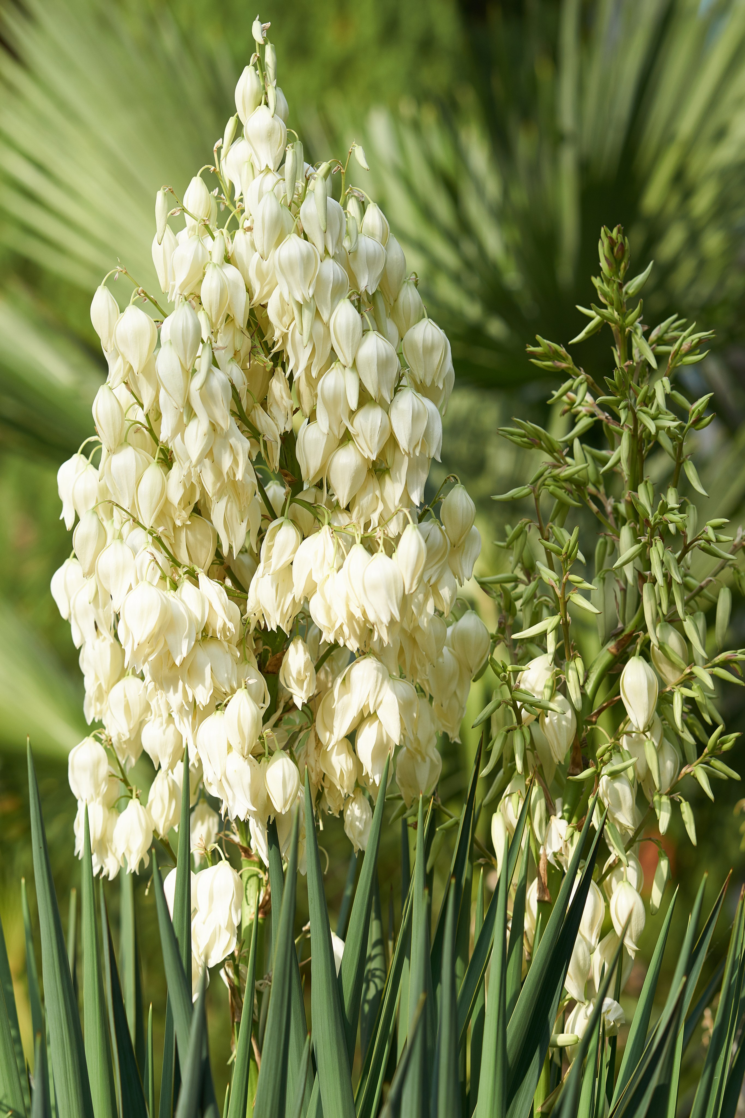 Сочи. Чёрное море. Фотограф Владимир Артамонов