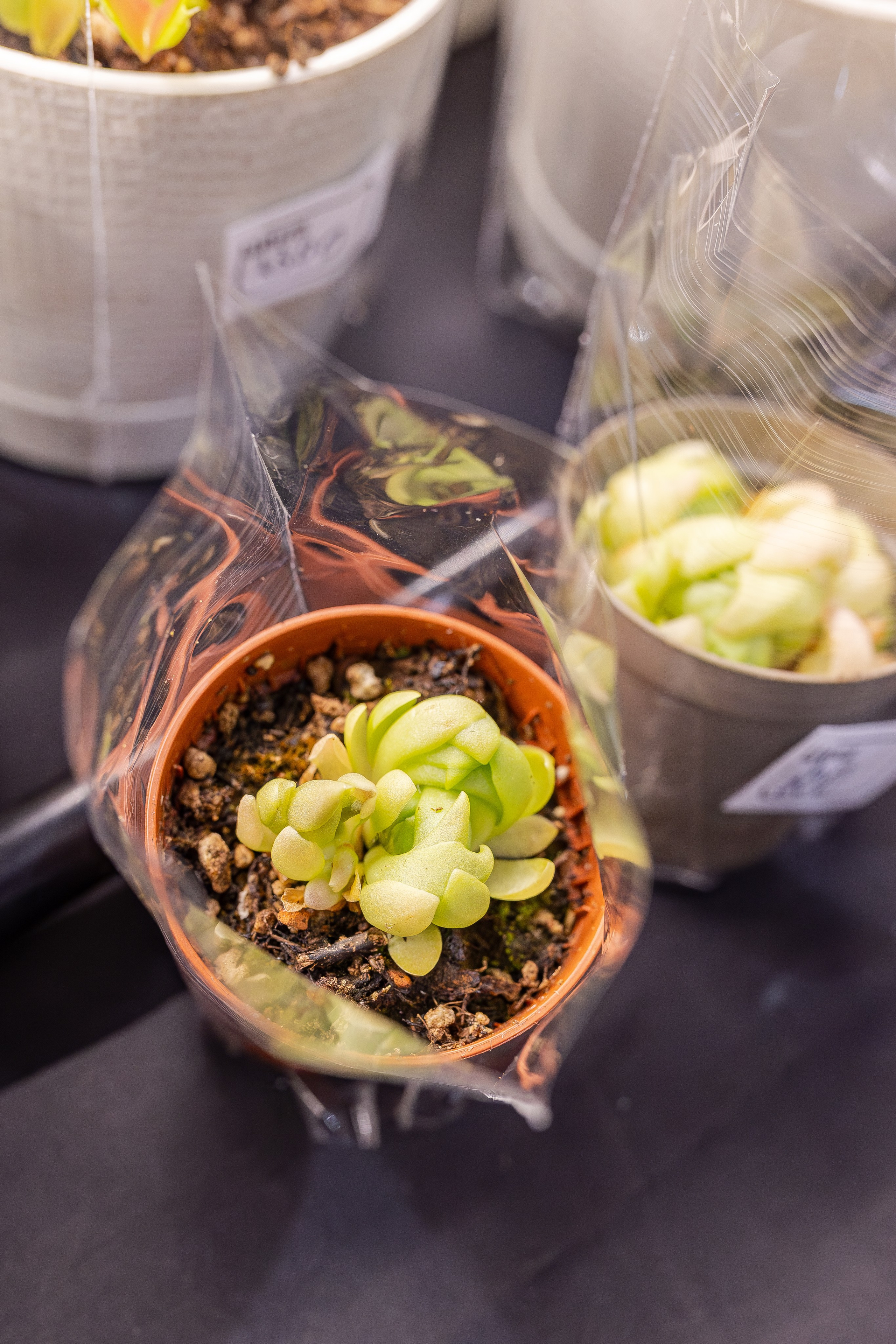 Монстериум апрель 2026. Александра Куликова фотограф, Москва