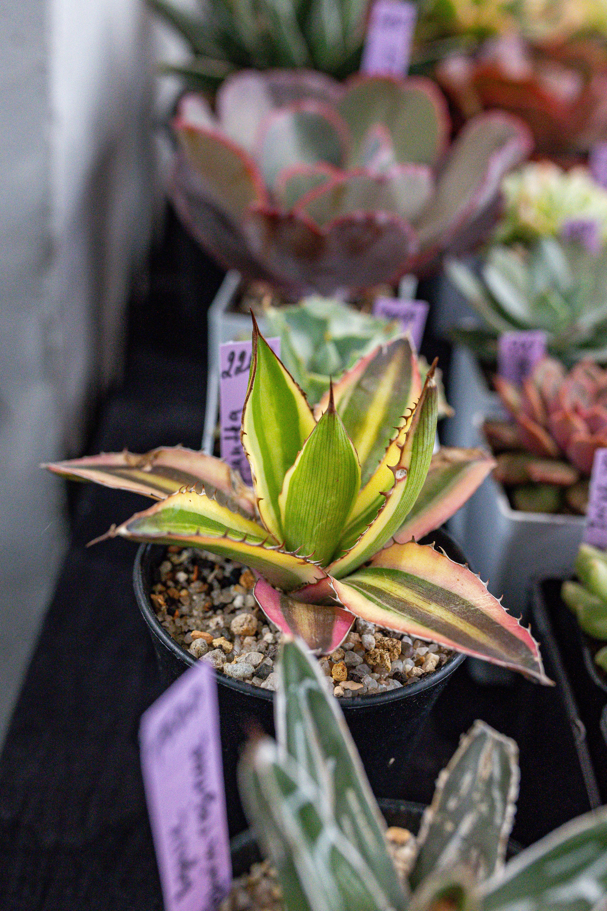 Green rare июнь 2025. Александра Куликова фотограф, Москва