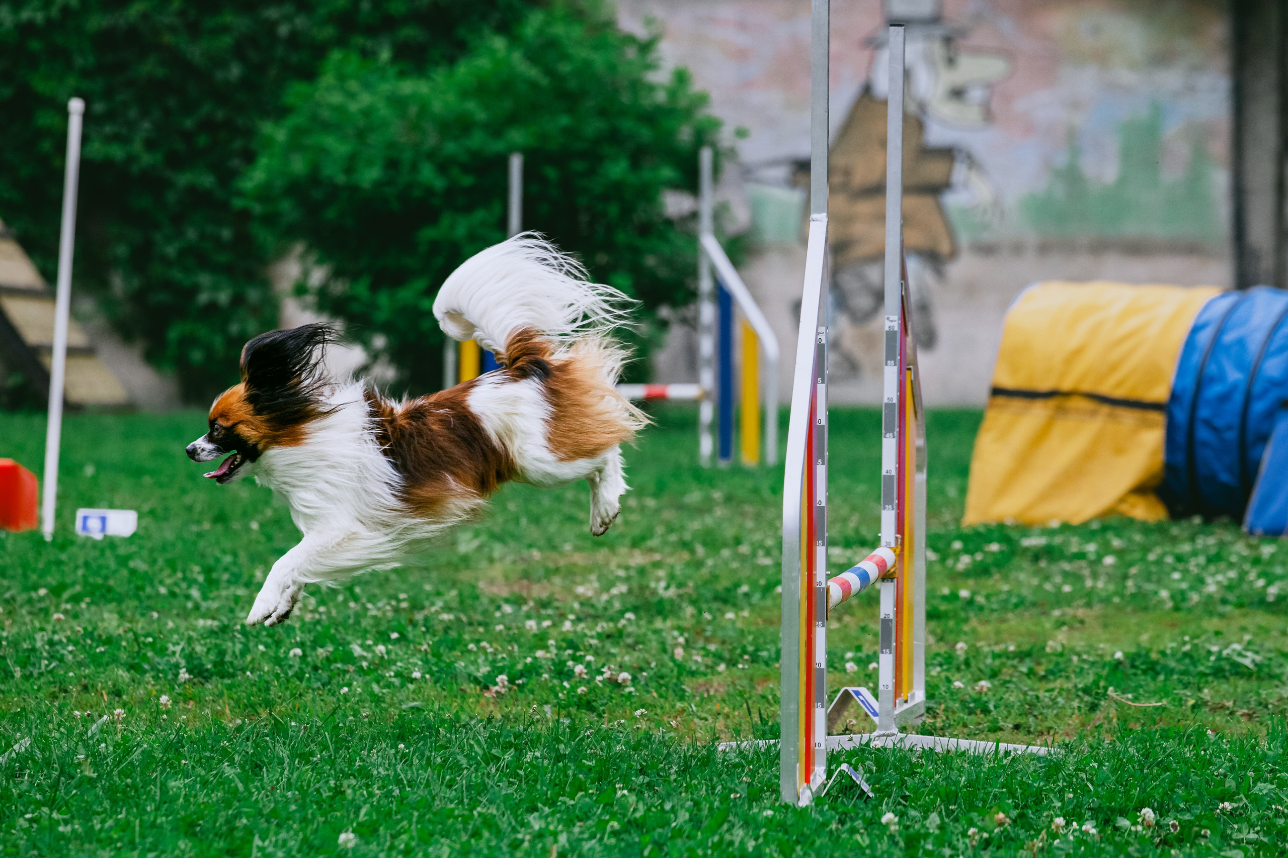 Соревнования по аджилити Долгопрудный 30.06.2025. Фотограф-анималист Татьяна Степанова