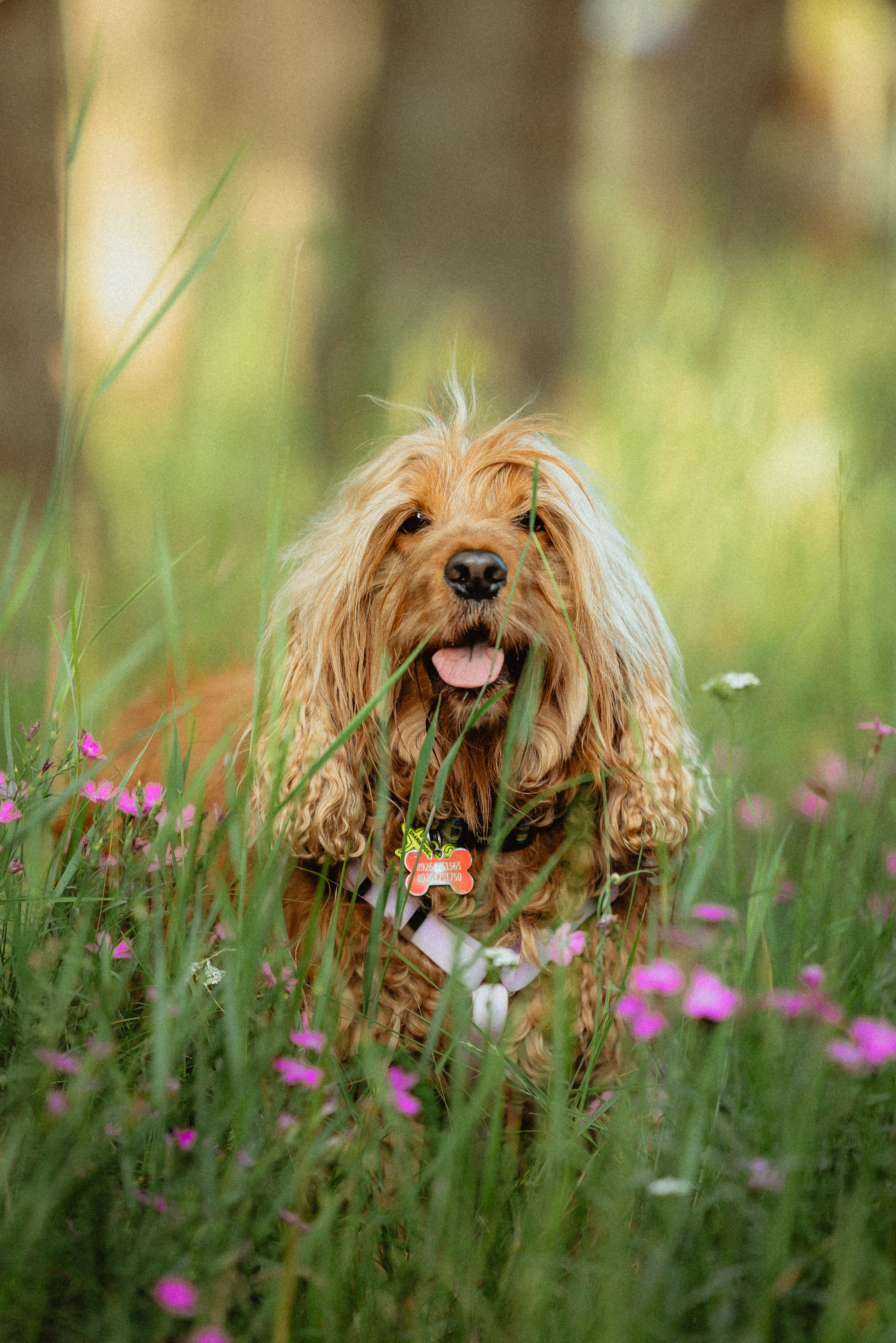 Выездной дог-тренинг от школы «Шерсть имею»