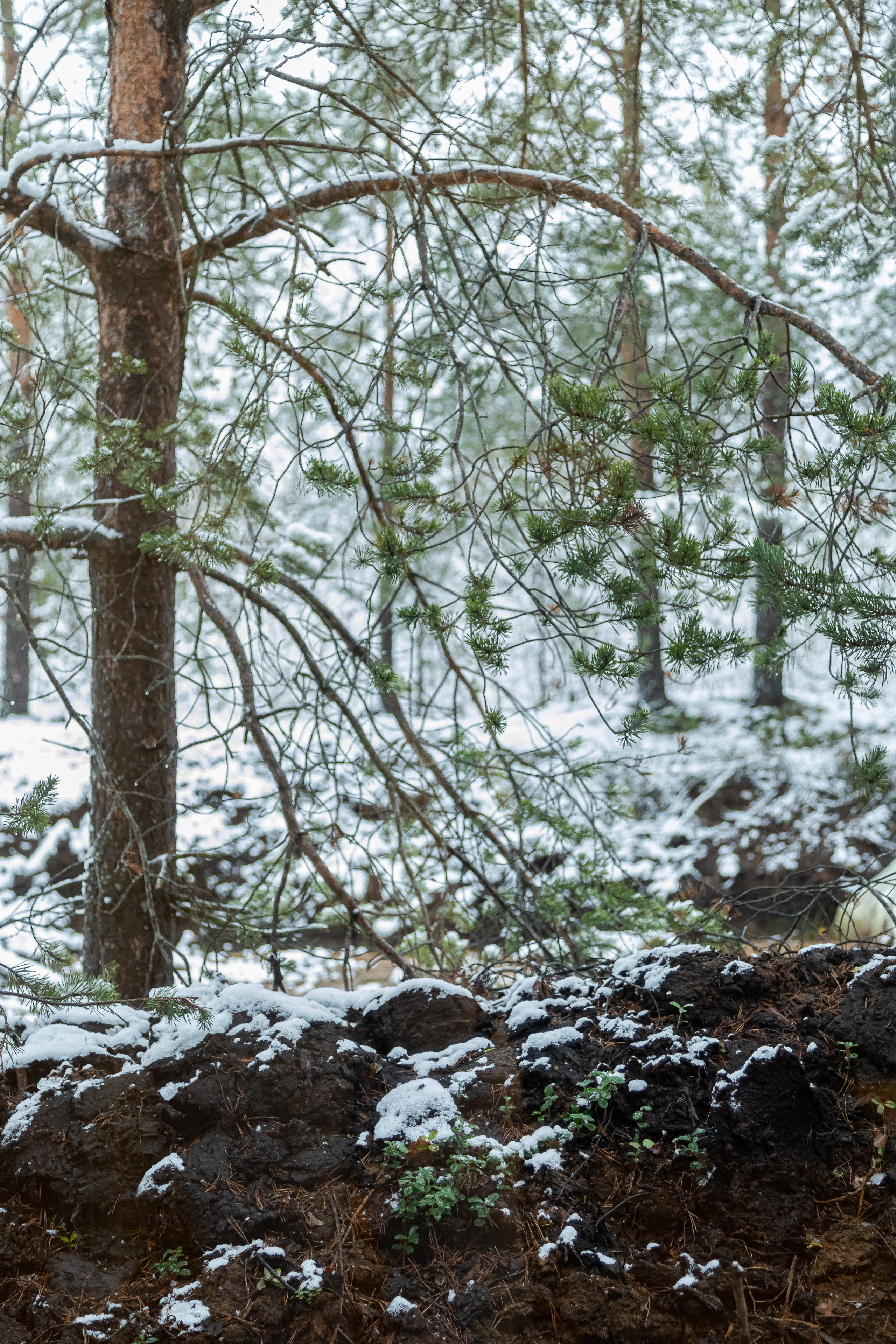 Загородный дом. Главная