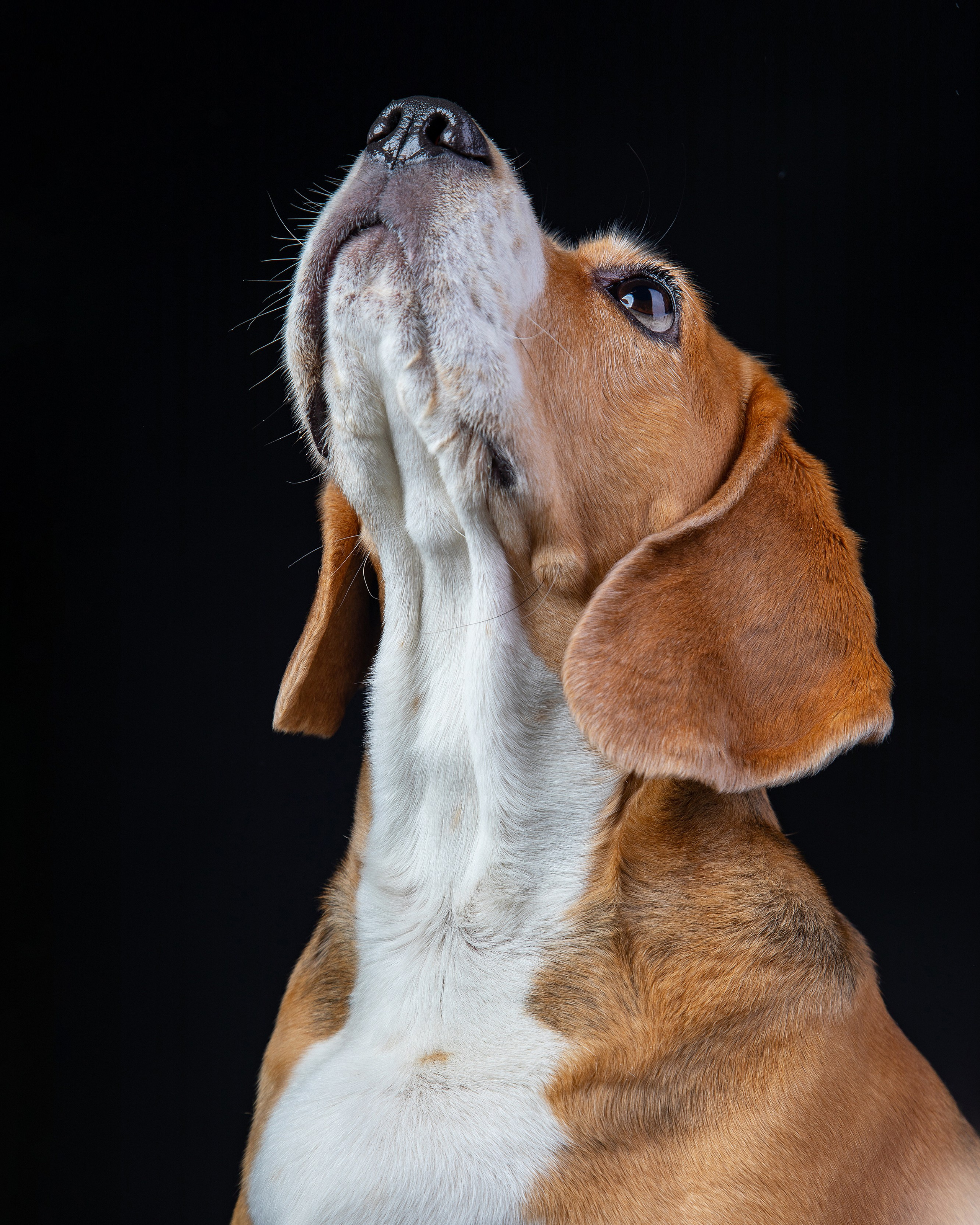 Pets Photography / Фотограф Собак