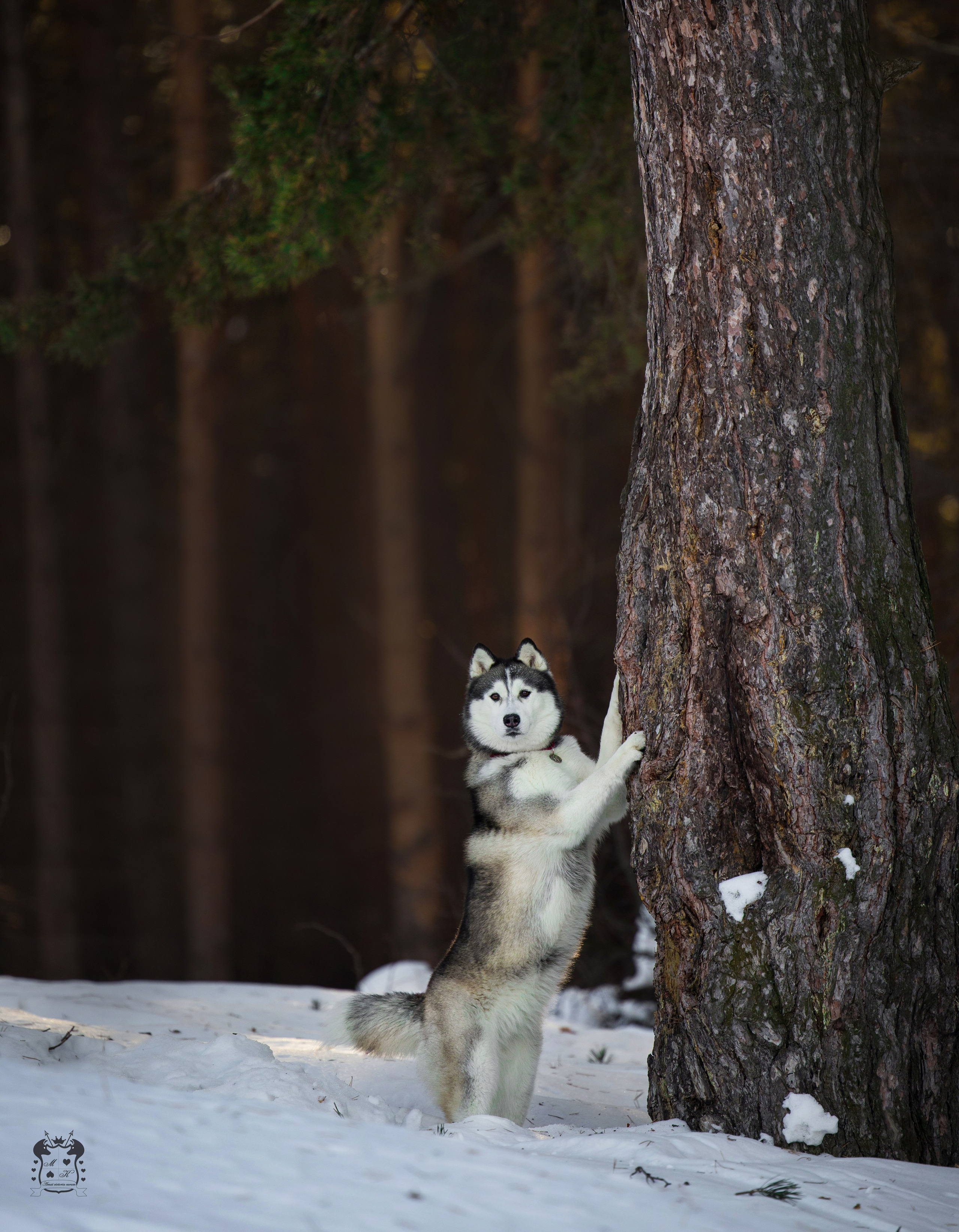 Портфолио. Фотограф-анималист в Екатеринбурге Марина Шишкина