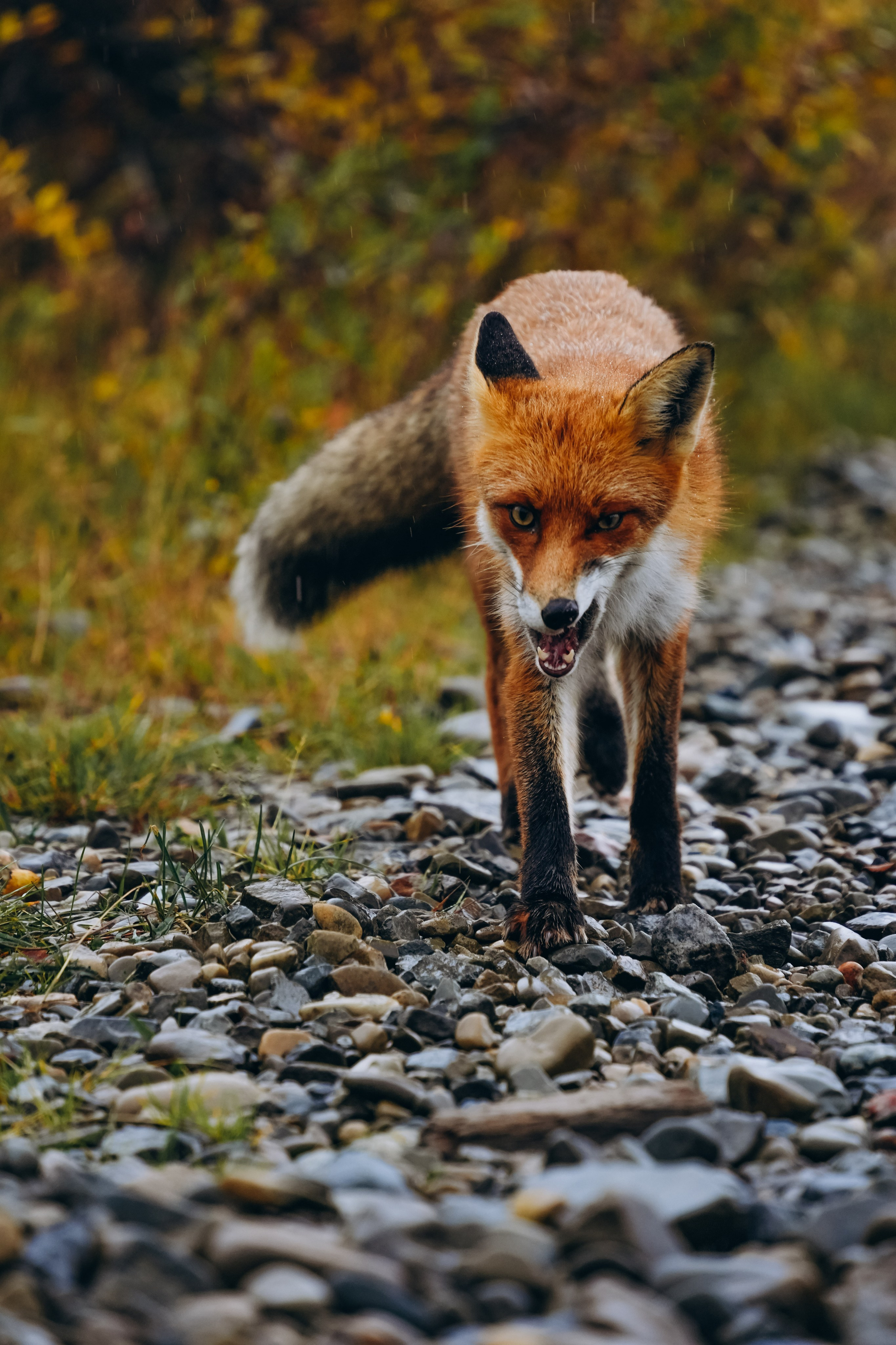 СЕВЕР. Event фотограф Степанова Александра