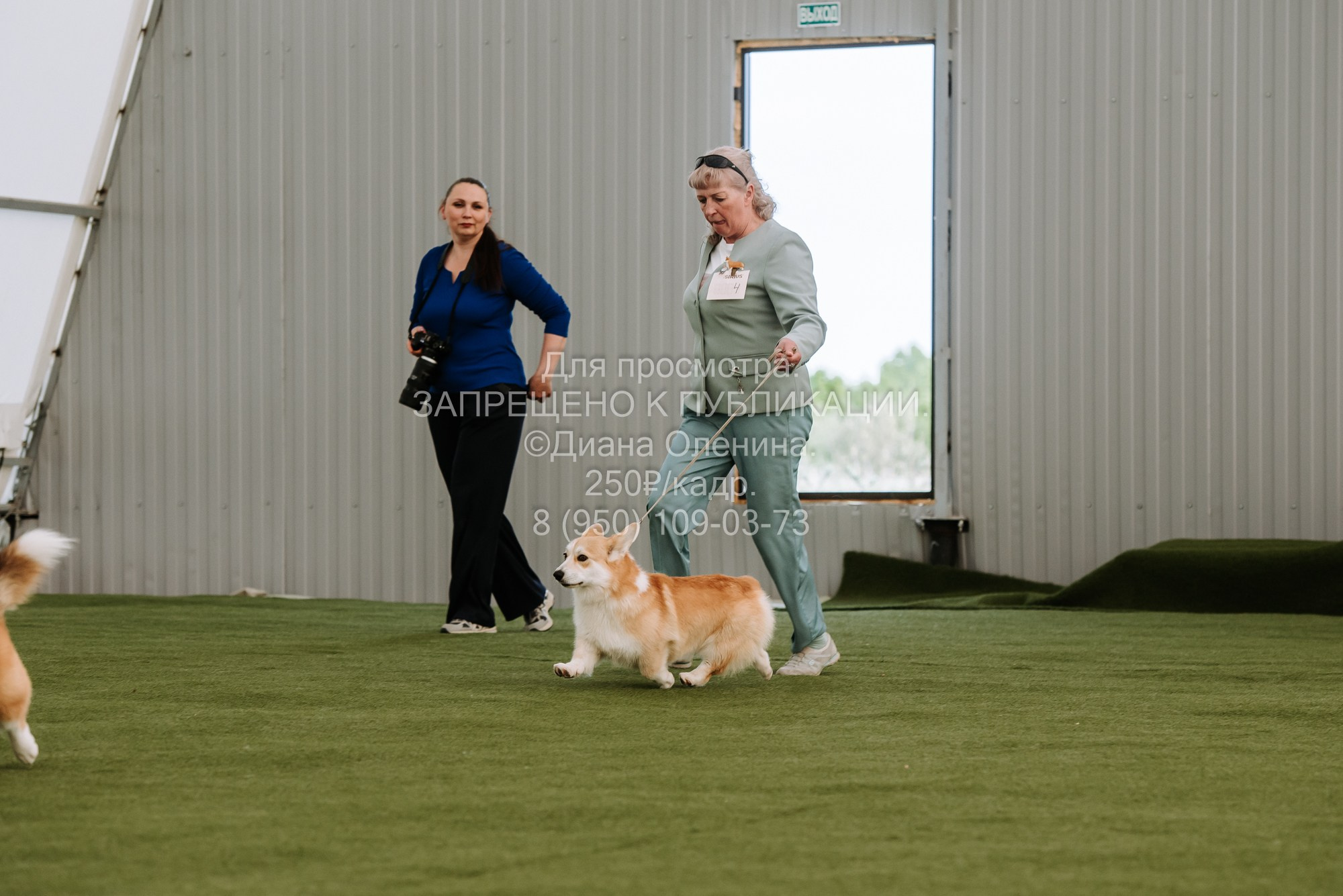 Выставка собак Красноярск 2.06. Фотограф Диана Оленина Красноярск / Братск