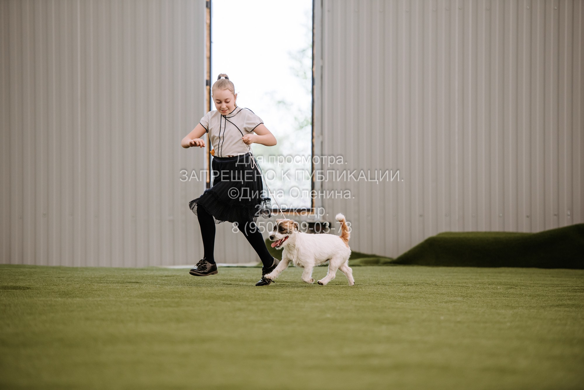 Выставка собак Красноярск 2.06. Фотограф Диана Оленина Красноярск / Братск