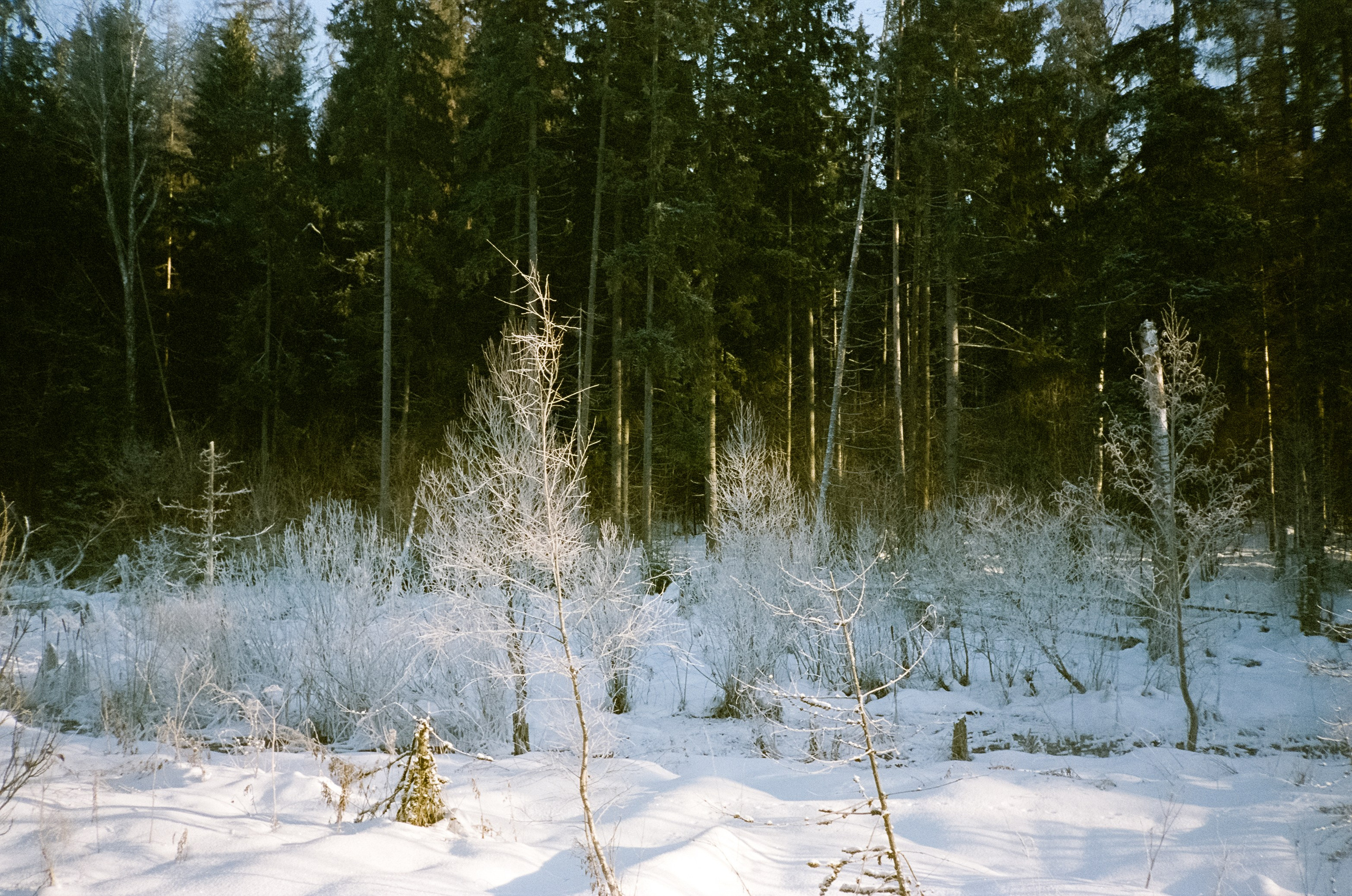 Chinon Auto 3001 (2) / Fuji Eterna 250D (ISO 100) / Давыдовское, Лукин