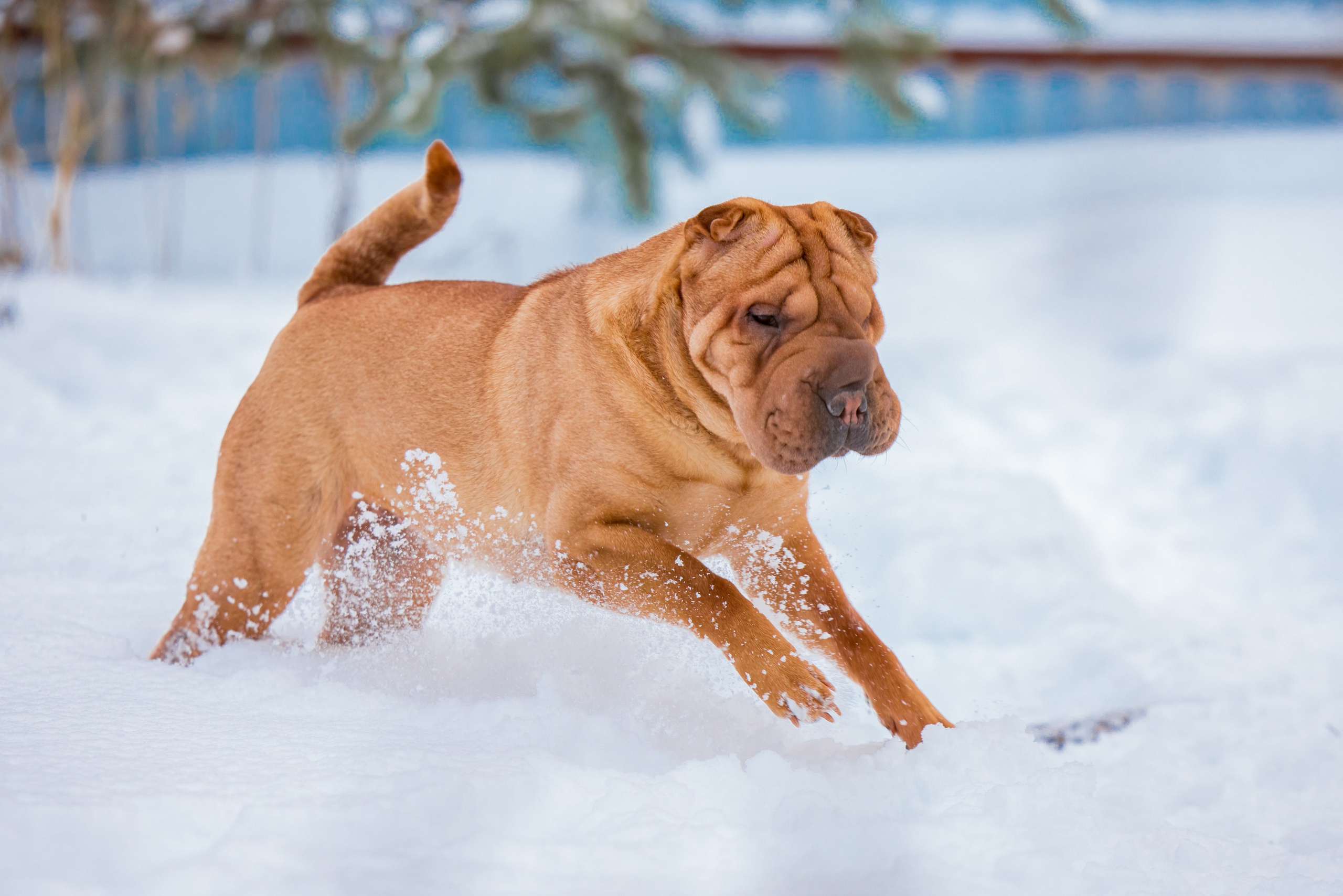 В гостях у шарпеев 16.01.2024. Фотограф-анималист Юлия Германика