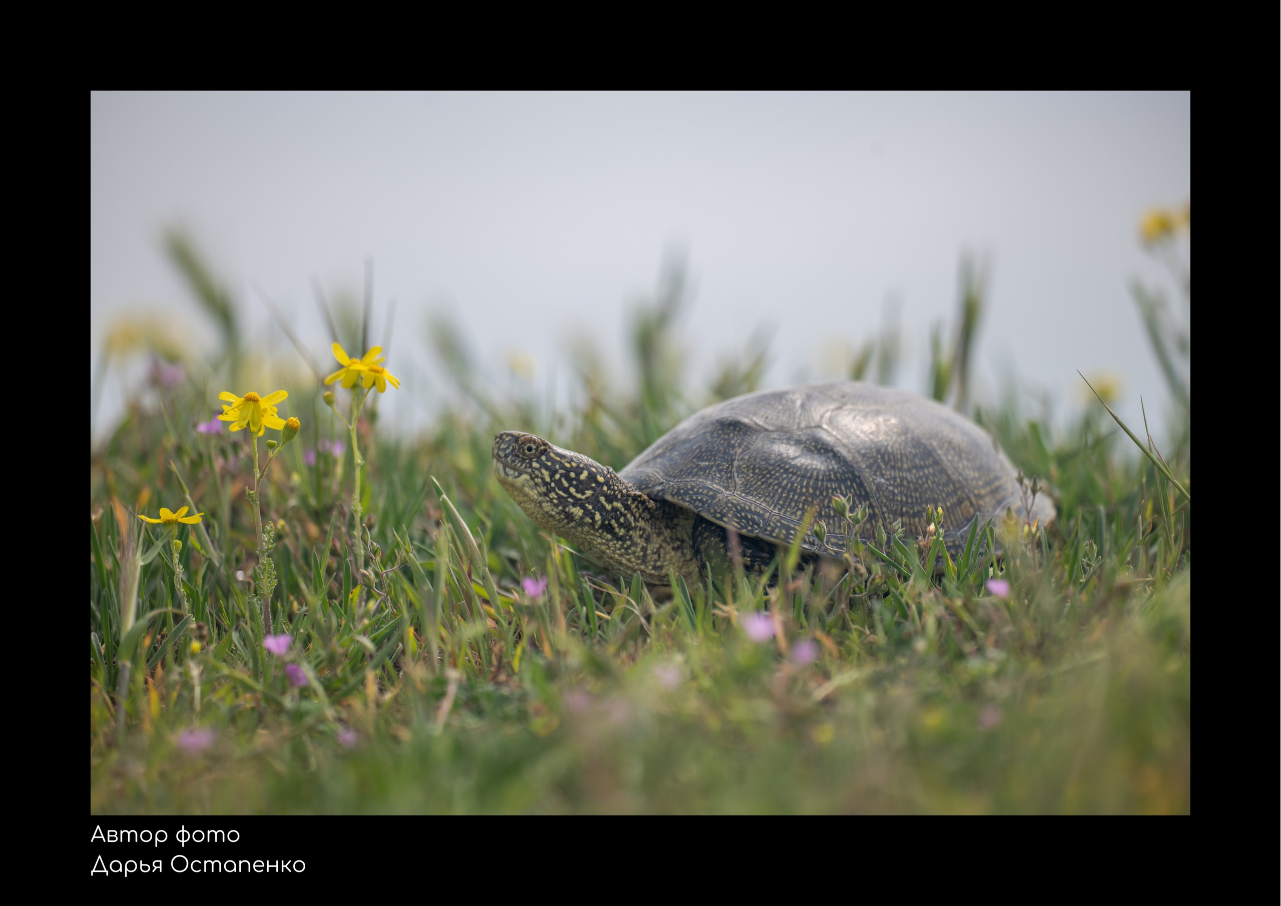 Виртуальная фотовыставка «Заповедный Дагестан». Репортажный фотограф в Крыму Ксения Гасица