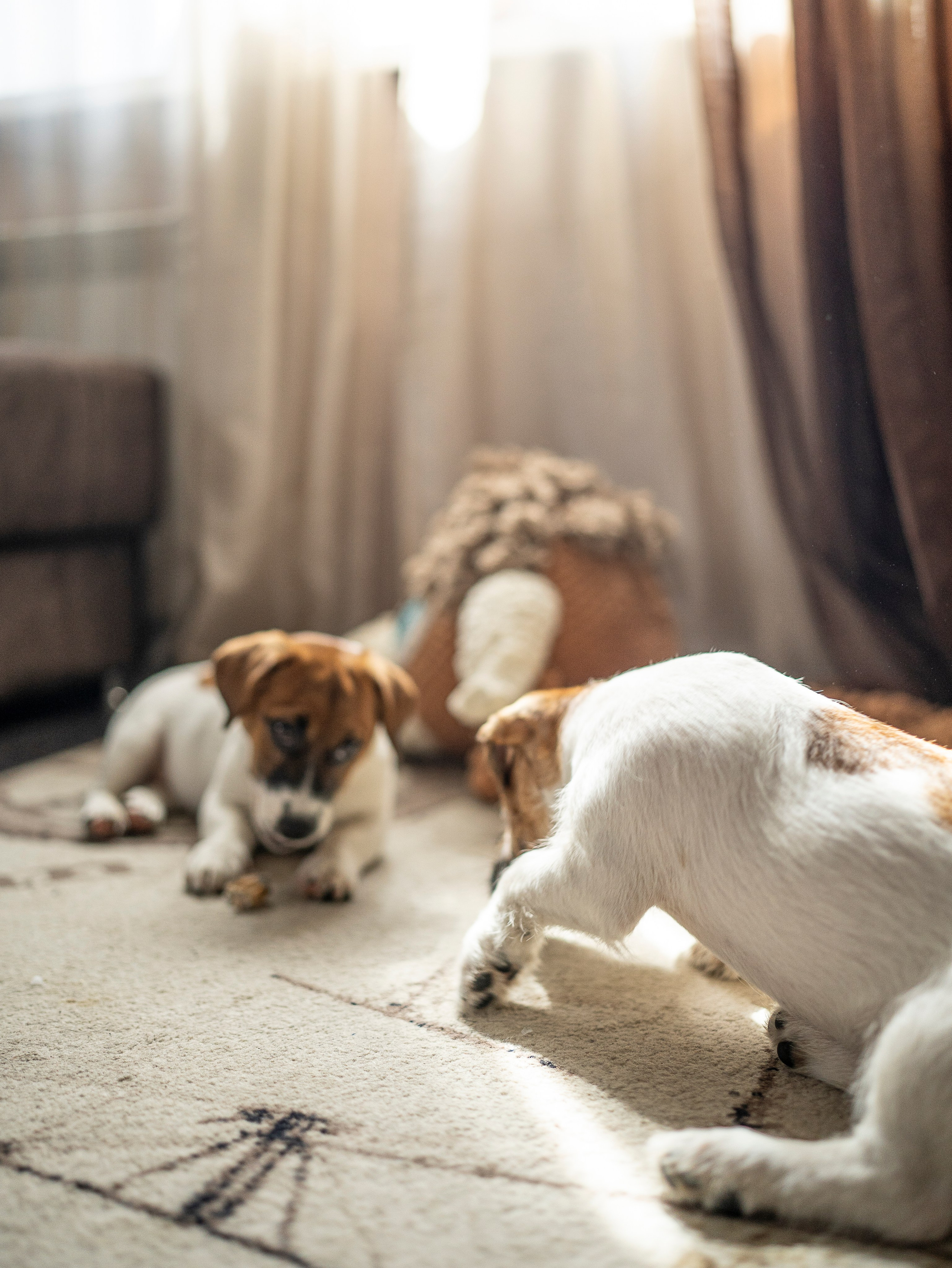 Ляля и Бандит Питомцы. Свадебный и Женский фотограф в г. Кемерово
