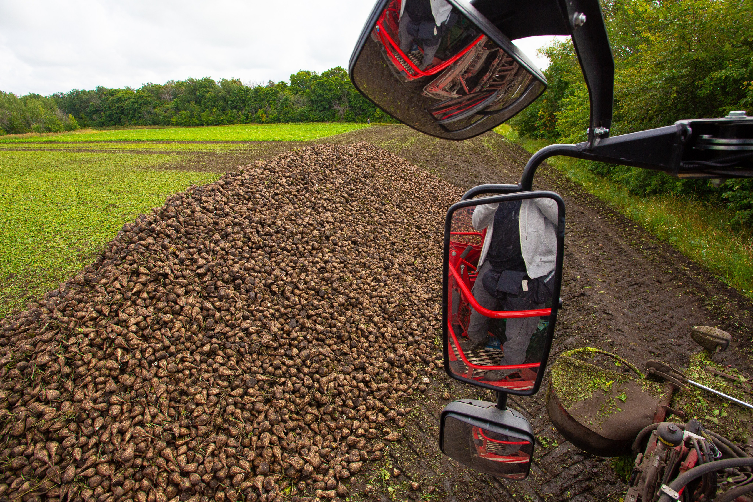 Вид из кабины сахароуборочного комбайна