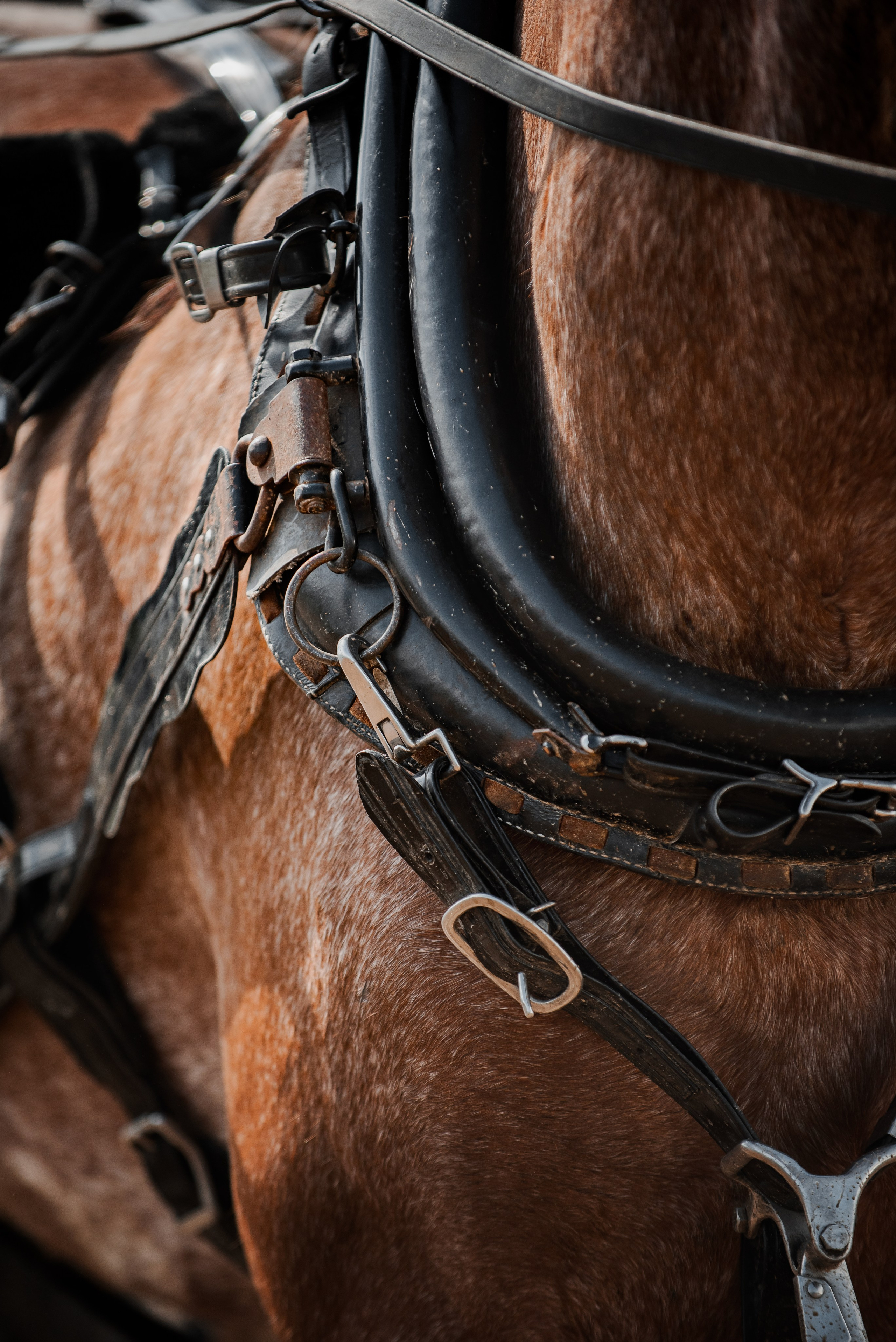 KOMARDINS. Конный фотограф Куракина Дарья • Фотосессии с лошадьми