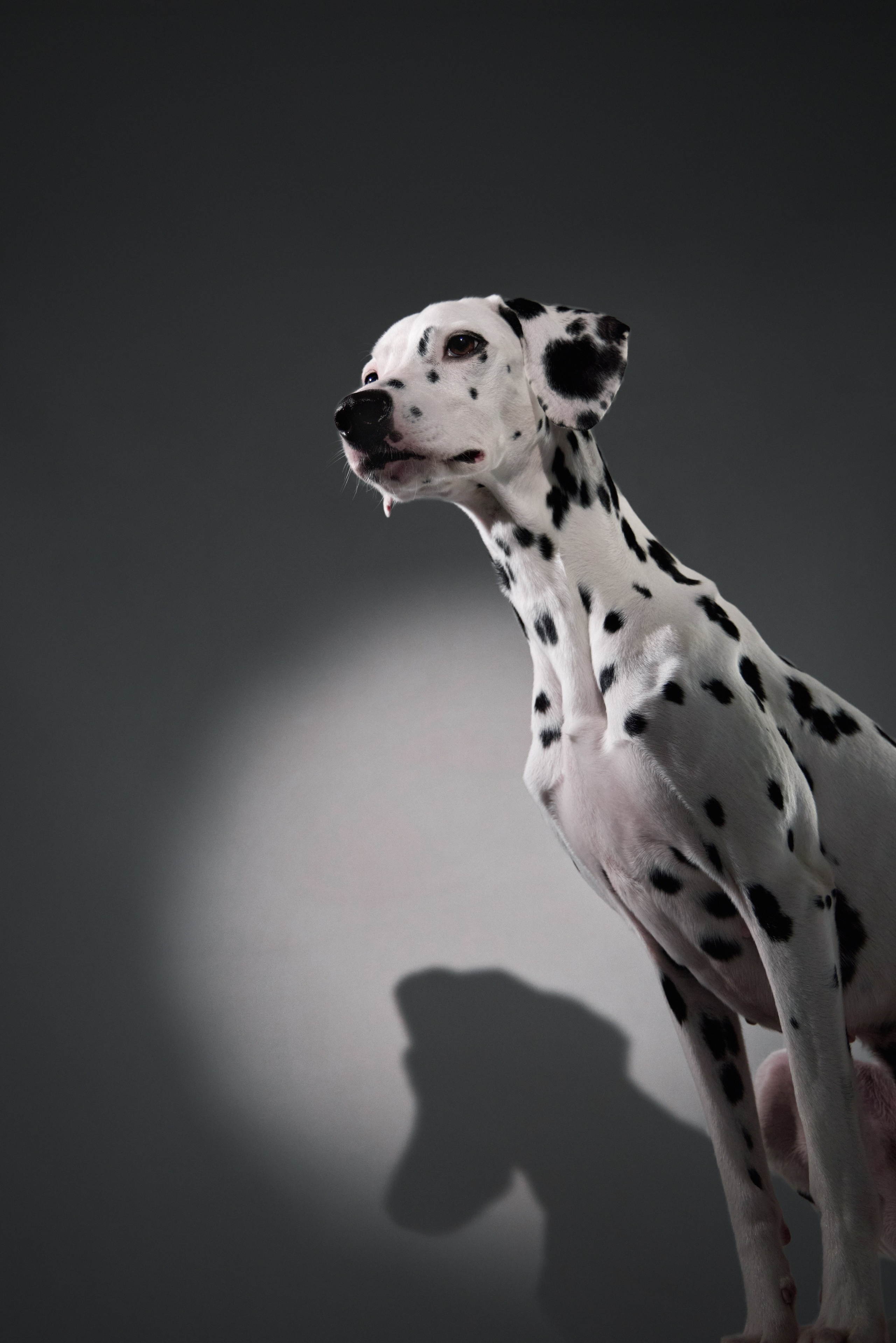 Dalmatian Form. Dog Photographer Anna Averianova | Art & Commercial Pet Photography