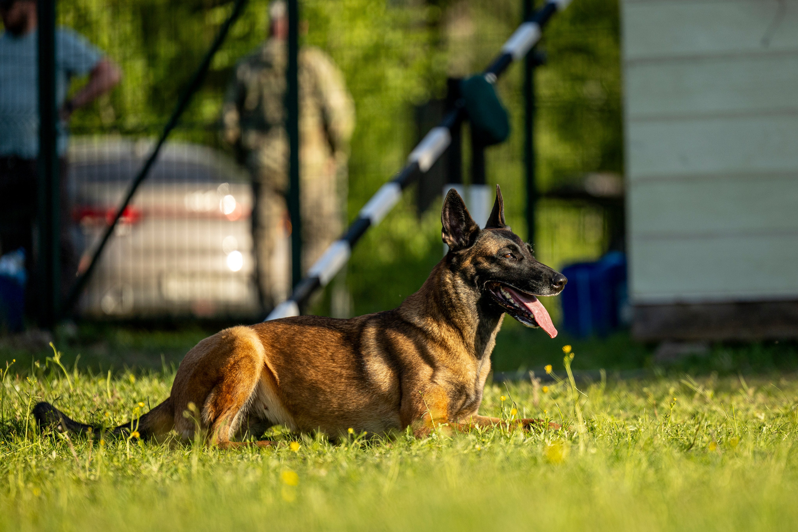 Испытания по мондьорингу в Нижнем Новгороде. Фотограф-анималист Анна Маринич