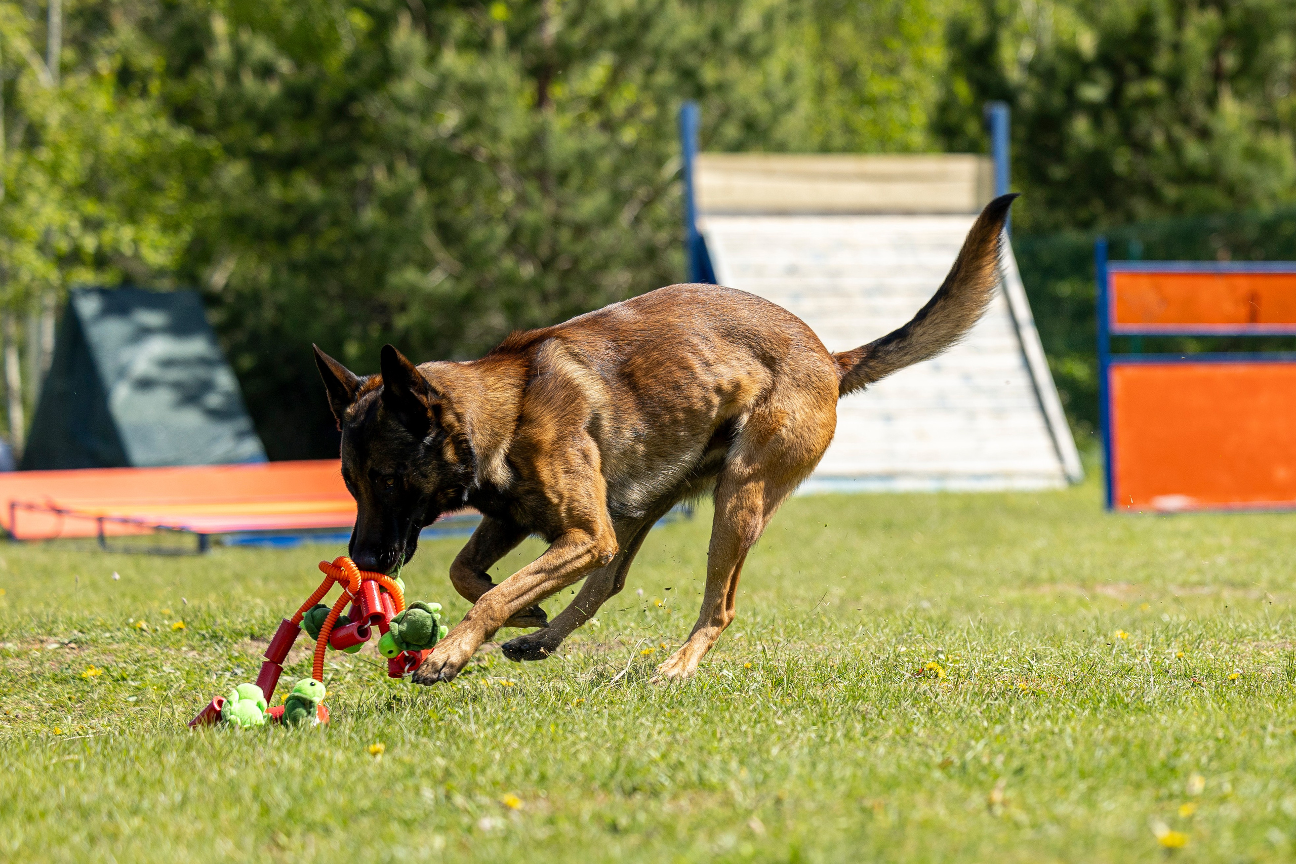Испытания по мондьорингу в Нижнем Новгороде. Фотограф-анималист Анна Маринич