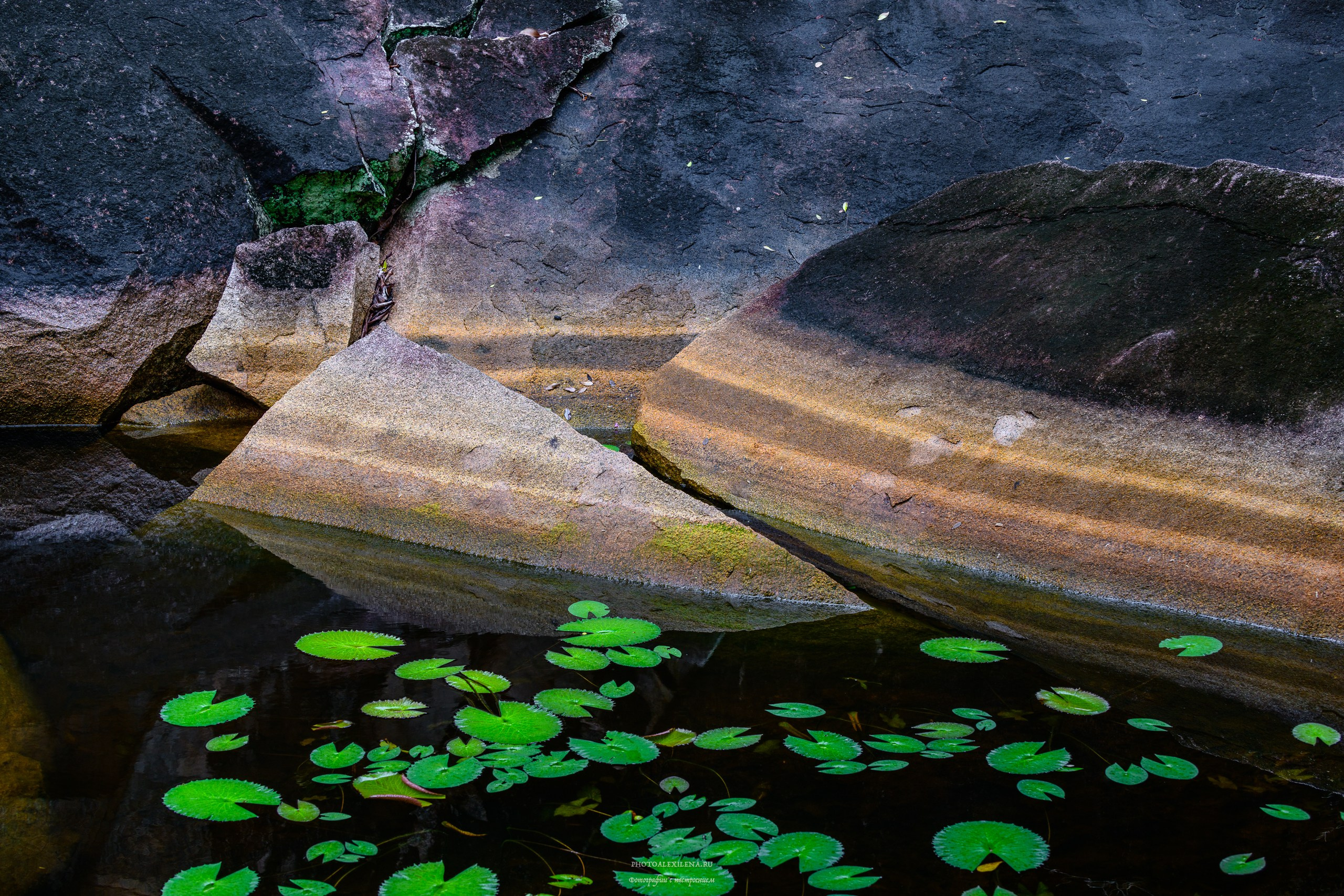 Все оттенки зелёного. Авторские стильные фотокартины