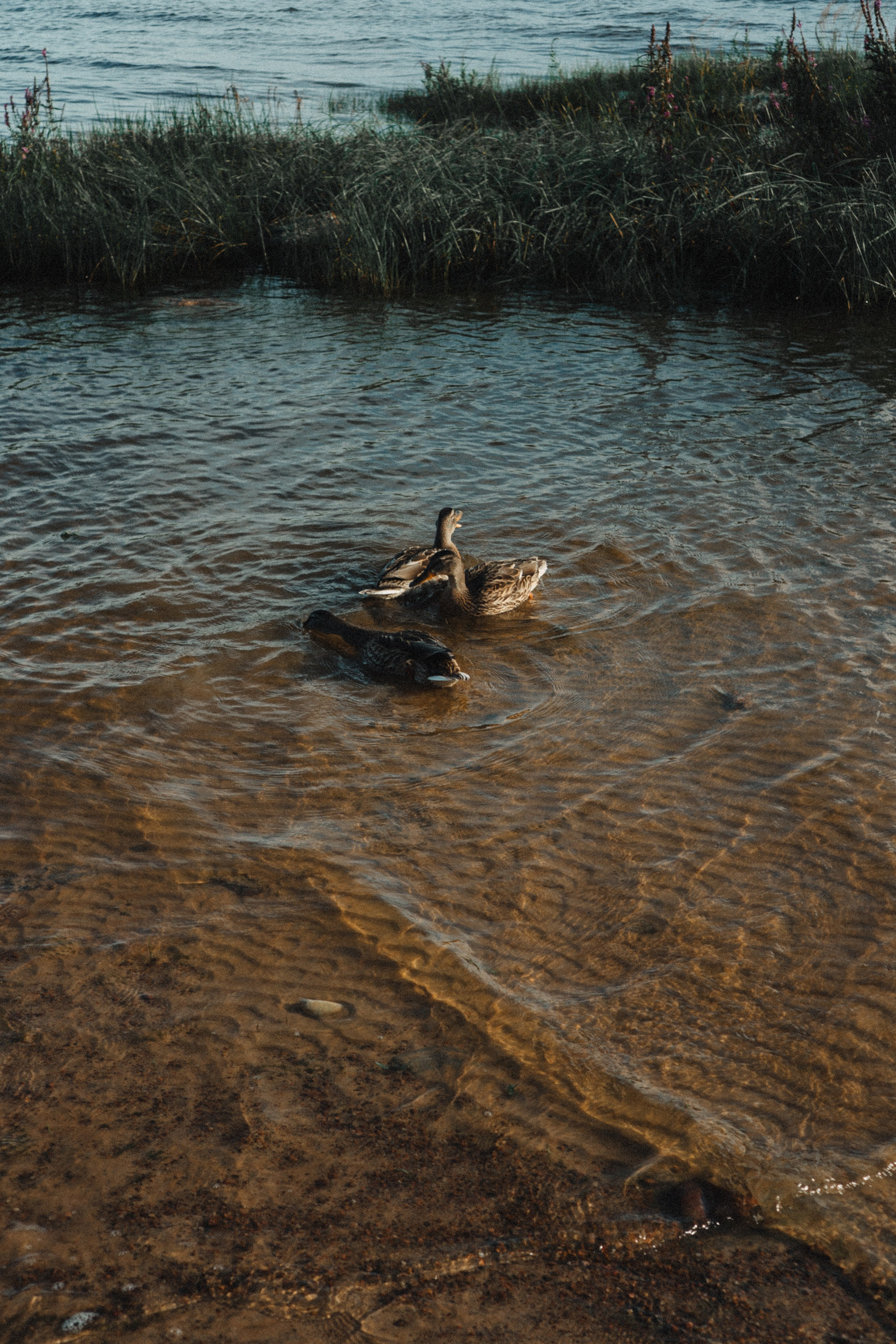 МАМА И ДОЧКА НА ФИНСКОМ ЗАЛИВЕ. Профессиональный фотограф, Санкт-Петербург — Виктория Богомолова