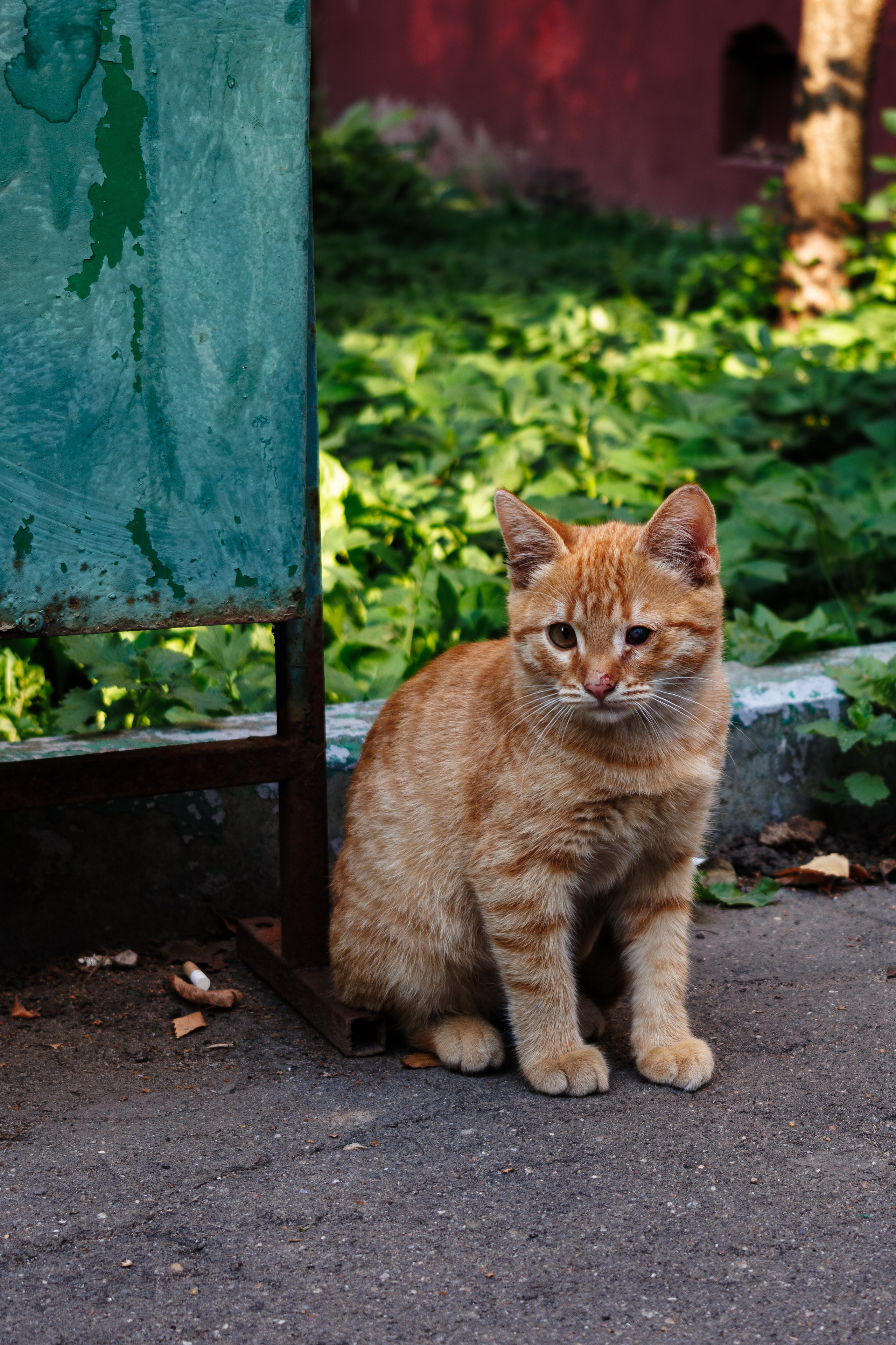 Cats.2. Dumshap | думшап