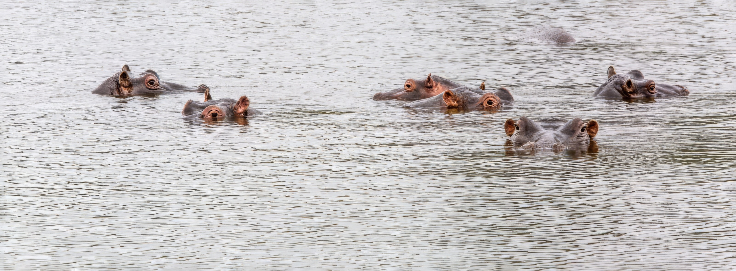 Сафари (ЮАР). Фотограф Владимир Остапенко