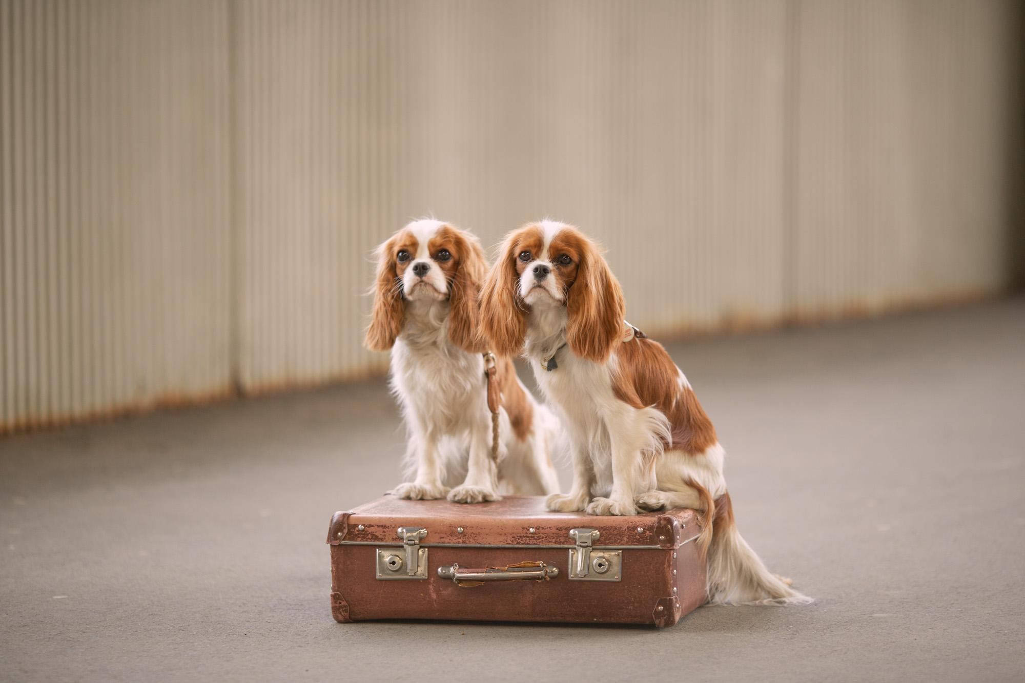 Съемка с животными. Семейный и детский фотограф Ольга Невская