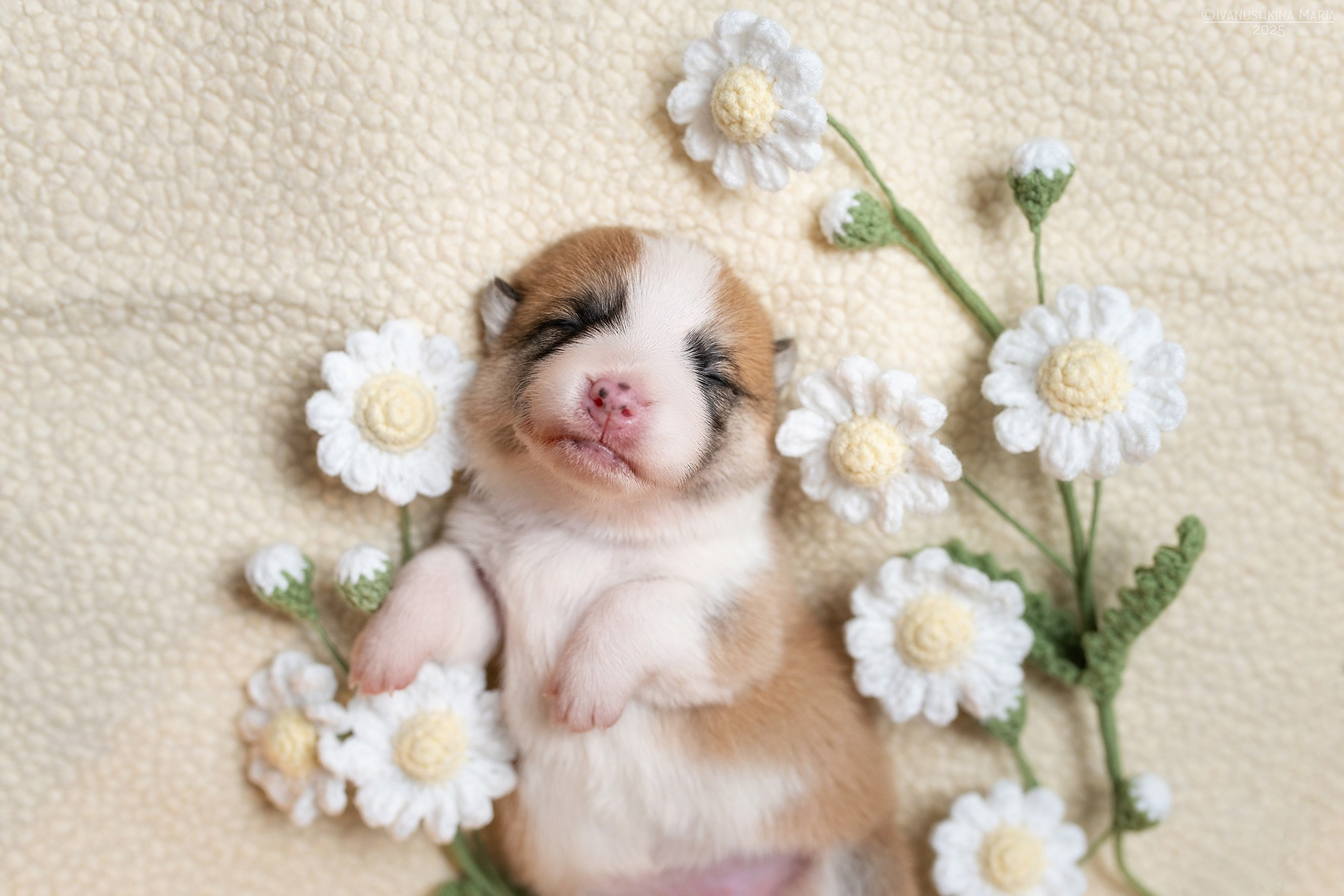 Ньюборн фотосессия щенков. Фотограф собак в Москве и Московской области Иванушкина Мария