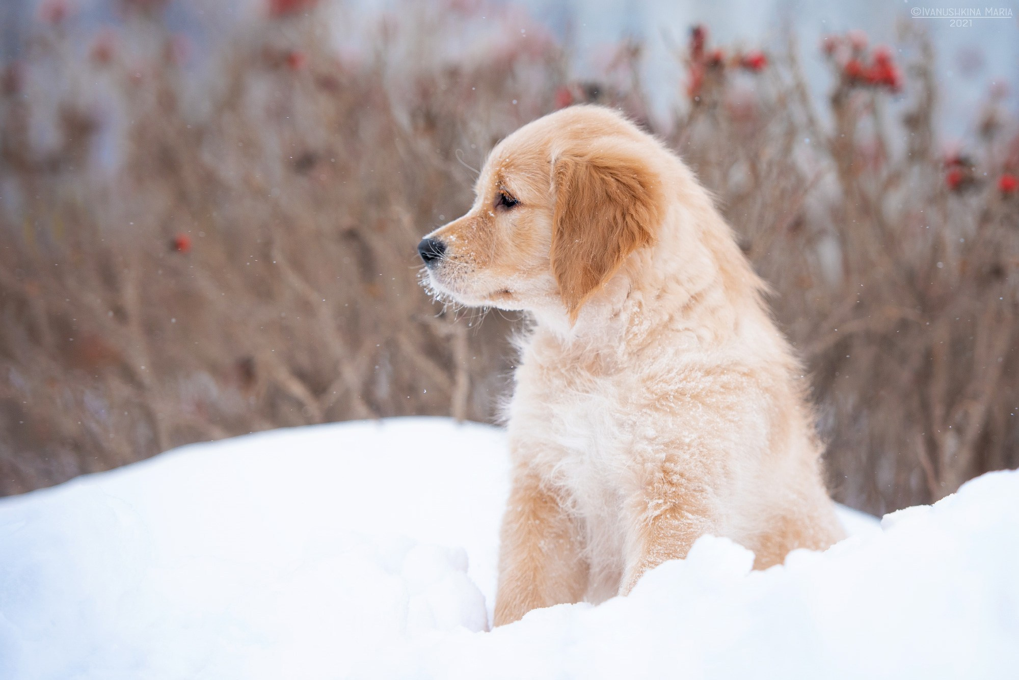 Фотосессия щенков на продажу. Фотограф собак в Москве и Московской области Иванушкина Мария