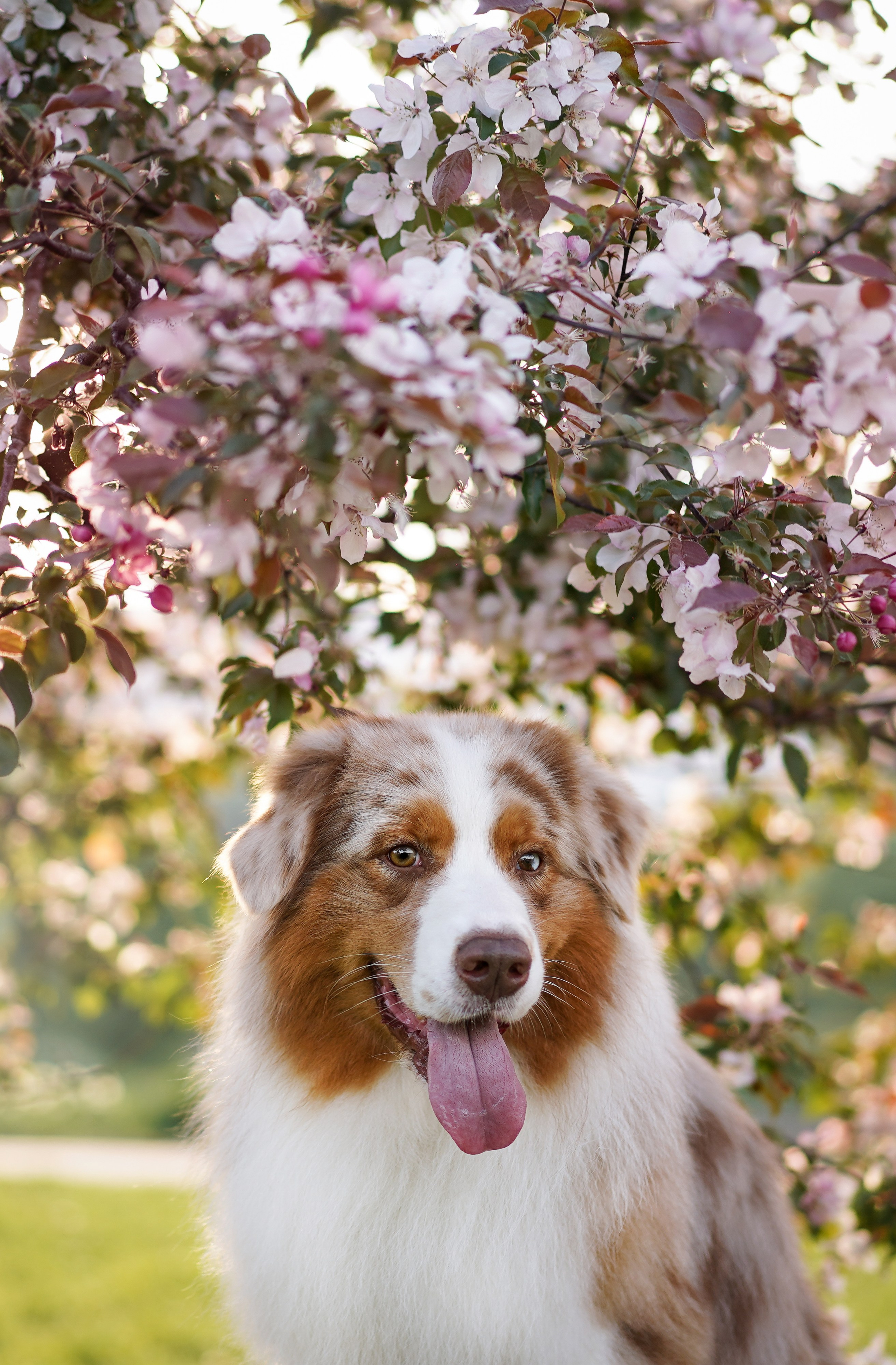 Аусси в Яблоневом саду. Фотограф-анималист в Санкт-Петербурге Яна Мартынова