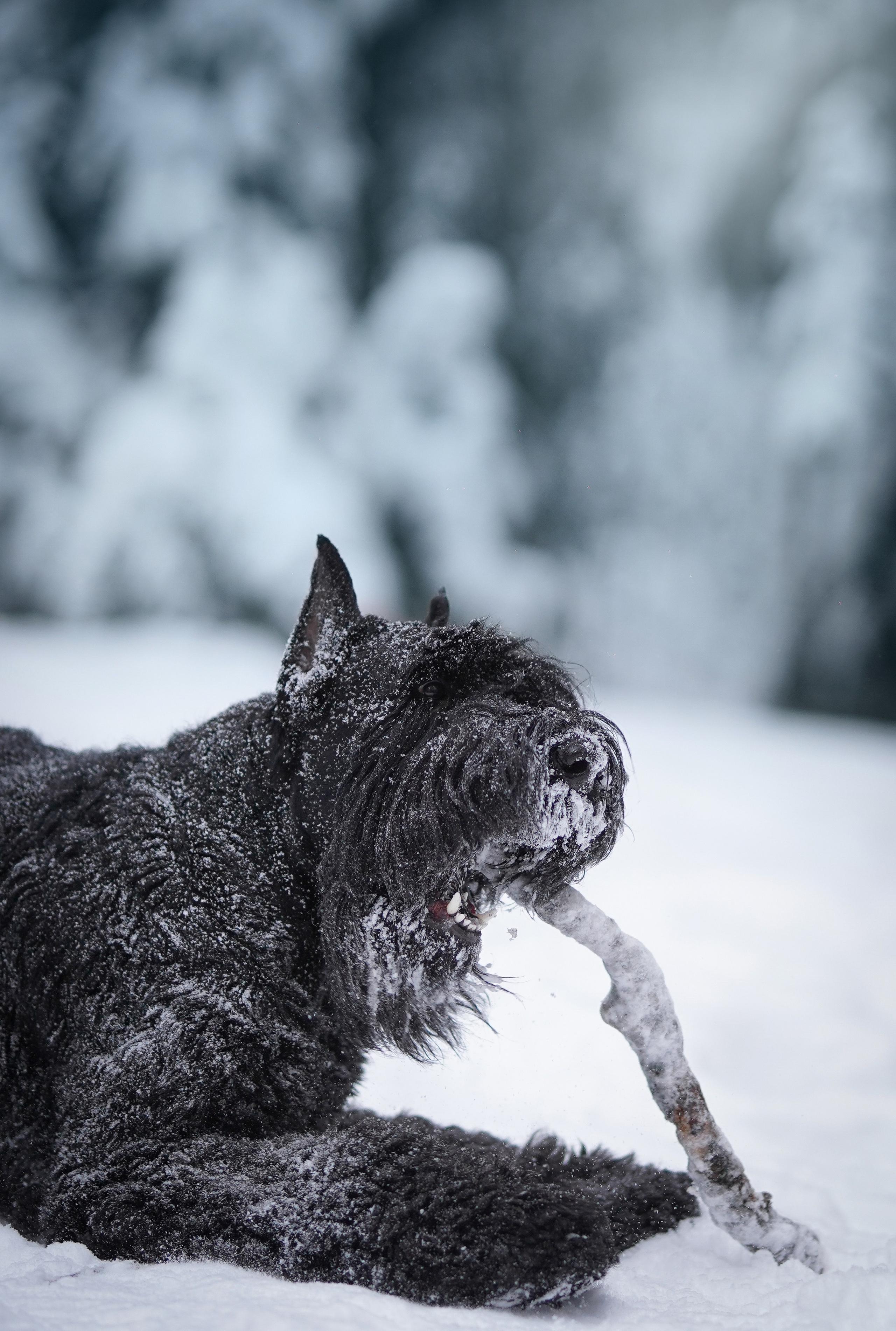 Оля Миша и шнауцеры. Фотограф-анималист в Санкт-Петербурге Яна Мартынова