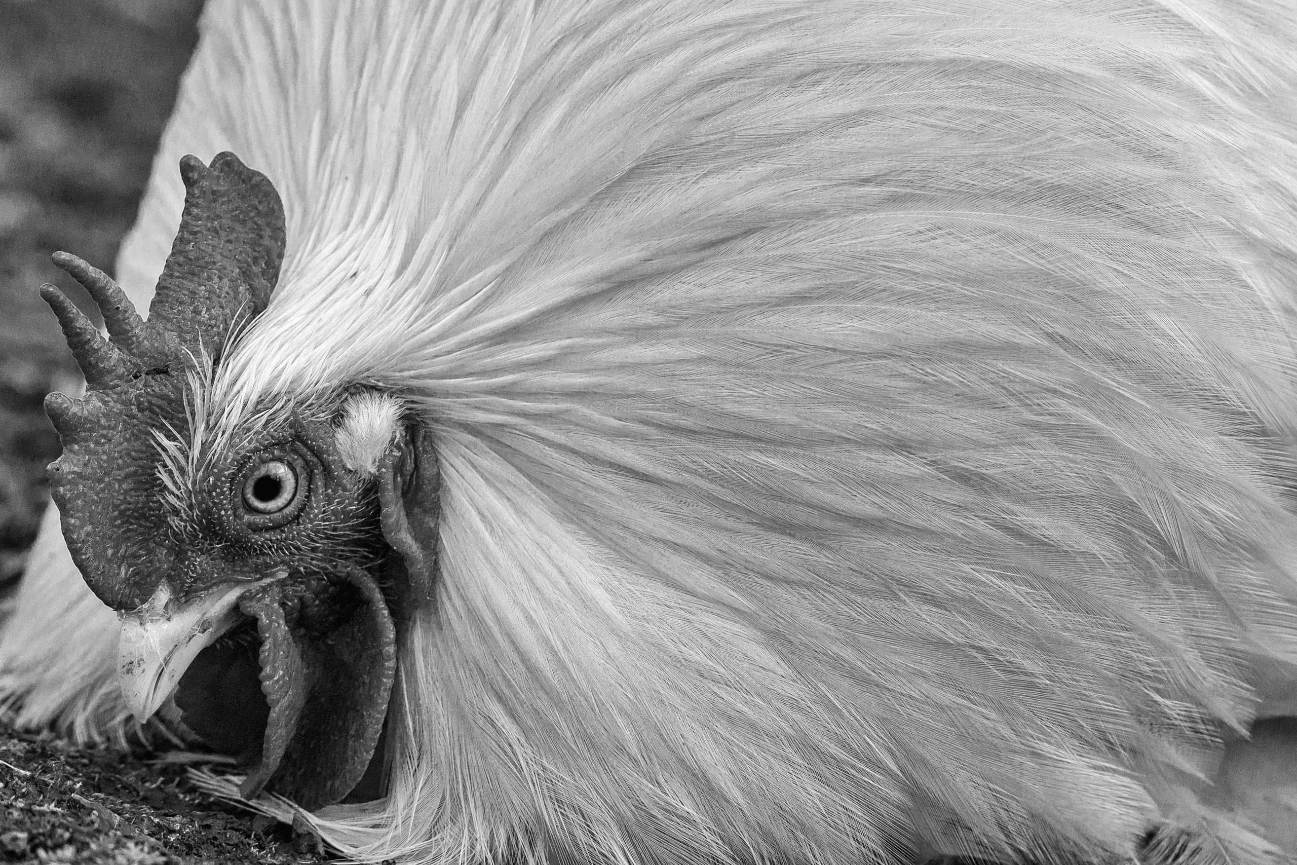 Dimitri Bakhtadze, dogs photos. Dimitri Bakhtadze photographer