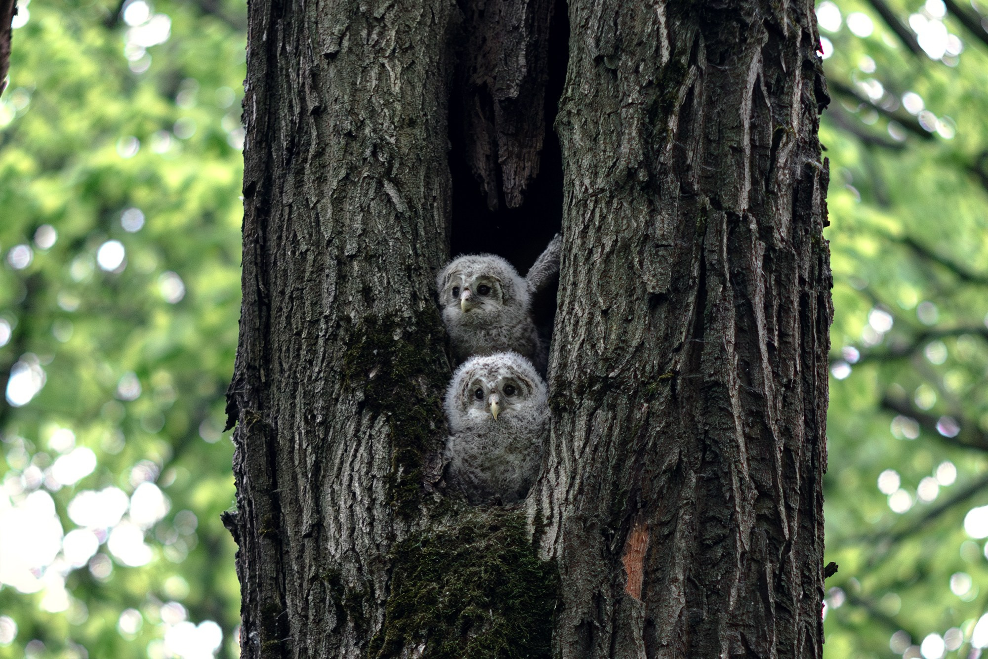 Удивительные мир птиц. Вокруг нас столько прекрасного — присмотритесь!. Ваш личный фотограф Марина Волкова