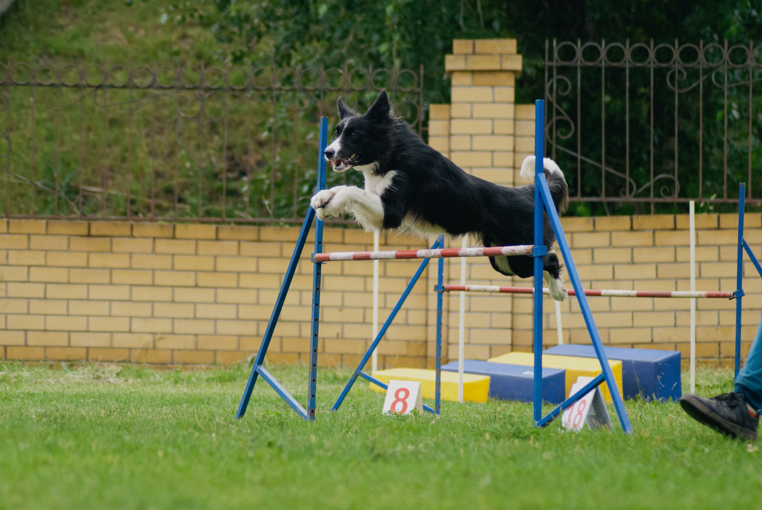 Аджилити. Фотограф в Тюмени Лизавета Сапицкая