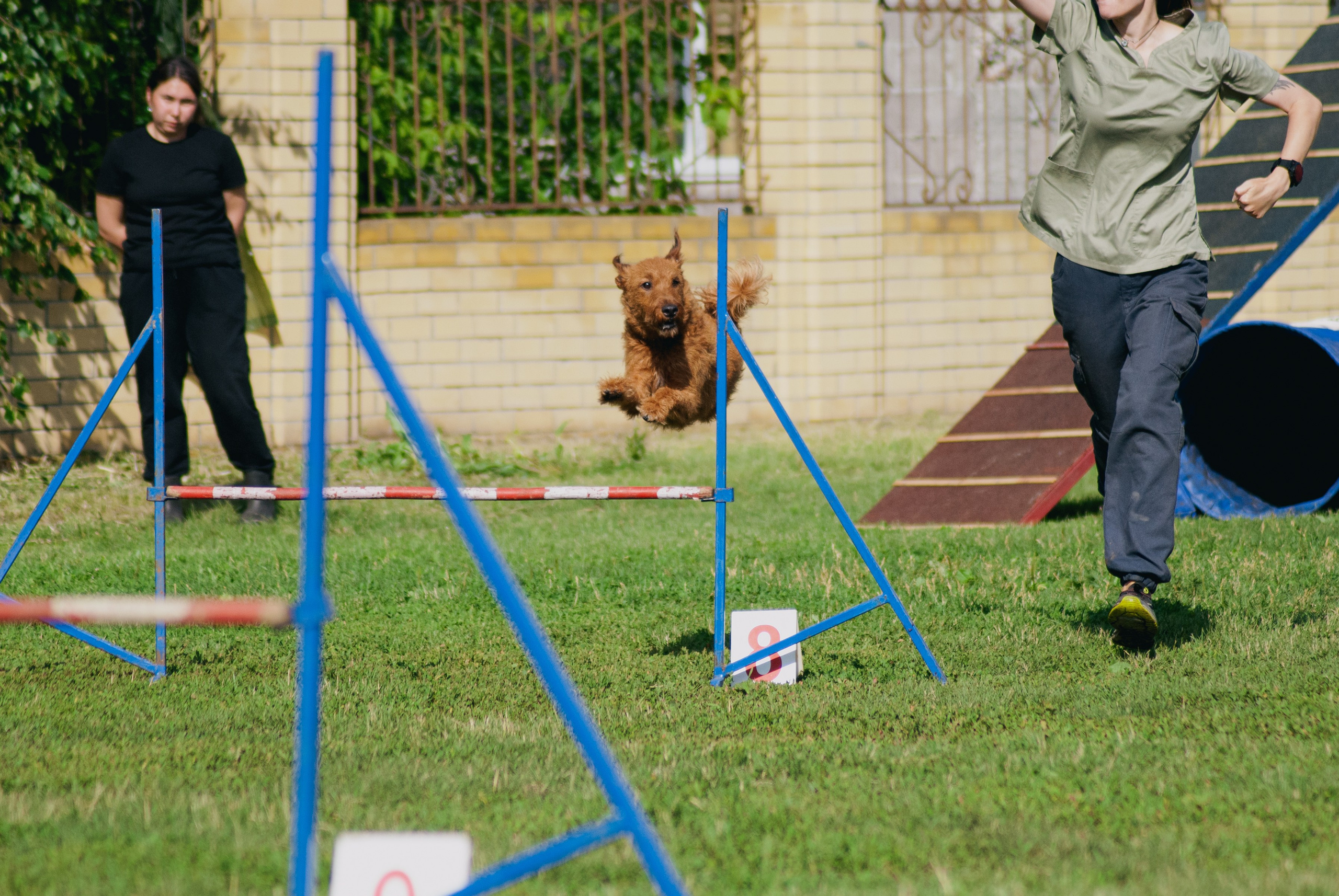 Аджилити. Фотограф в Тюмени Лизавета Сапицкая