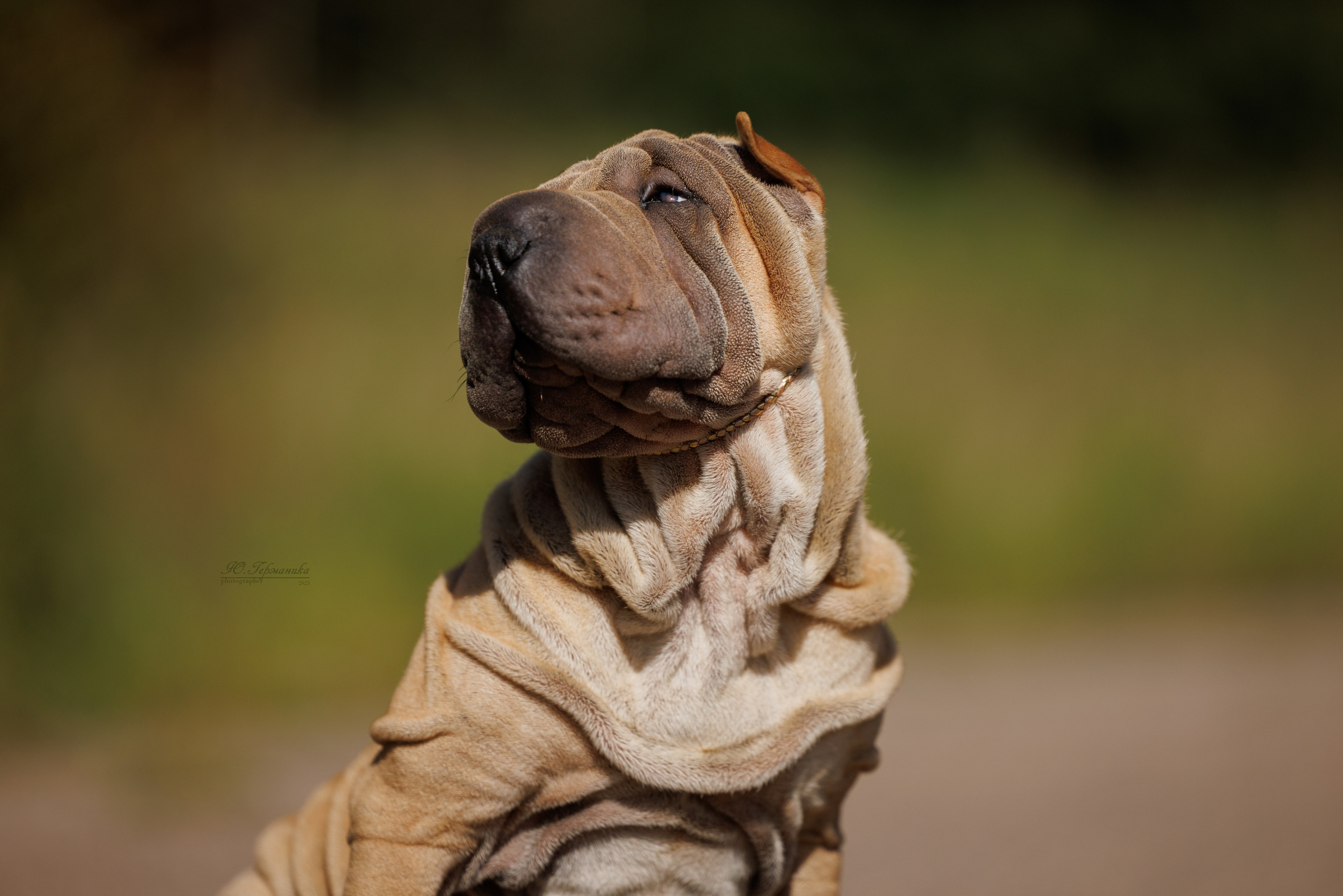 Зеленоград 13.09.2025. Фотограф-анималист Юлия Германика