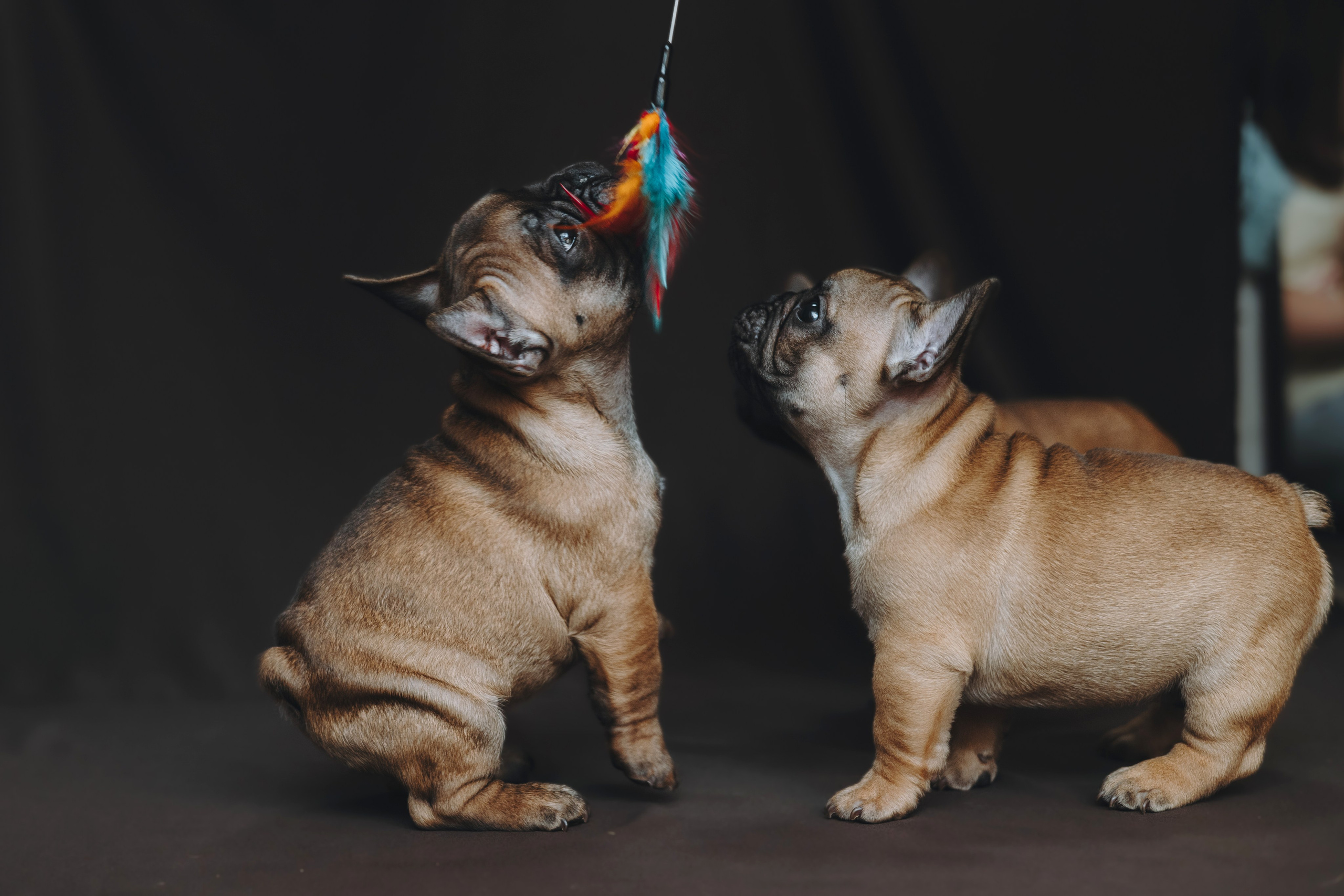 Щеночки. Фотограф — анималист Владивосток, Алина