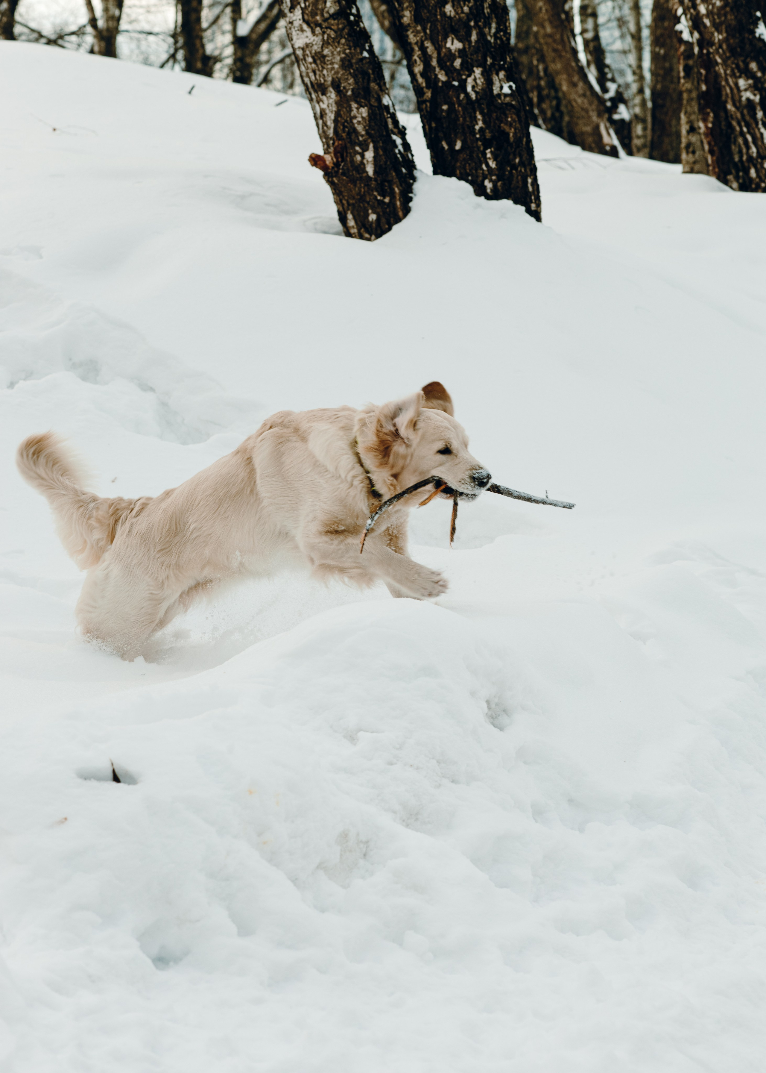 Эва и Настя. Анна Самохина. Фотограф. Москва