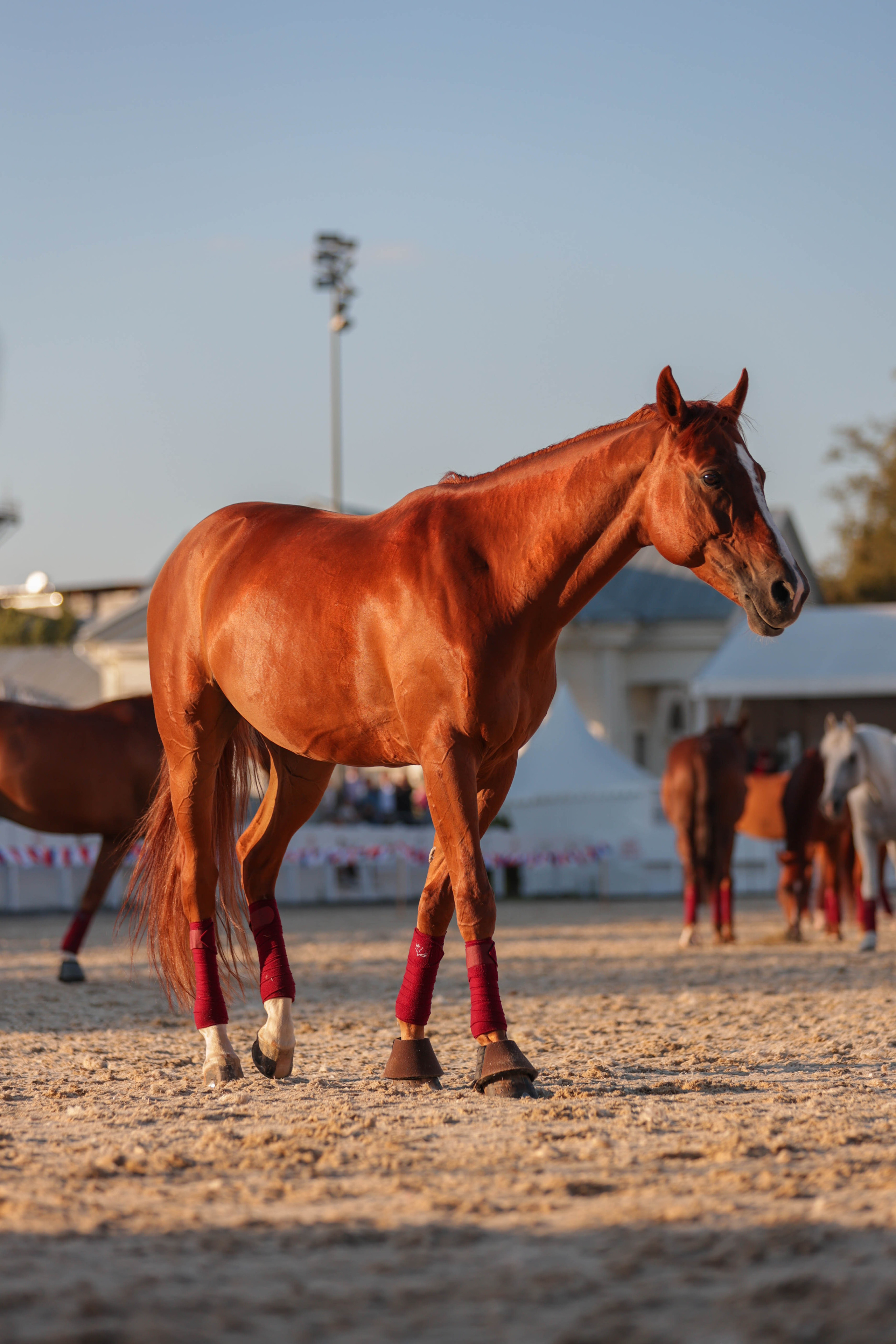 Закрытие сезона ЦНКТ. Фотограф Юлия Калинина