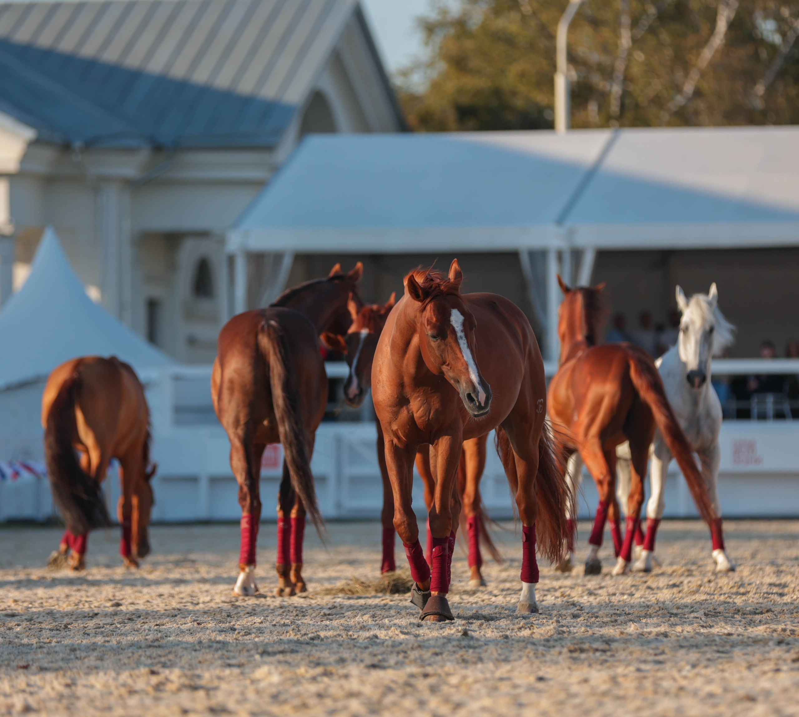 Закрытие сезона ЦНКТ. Фотограф Юлия Калинина