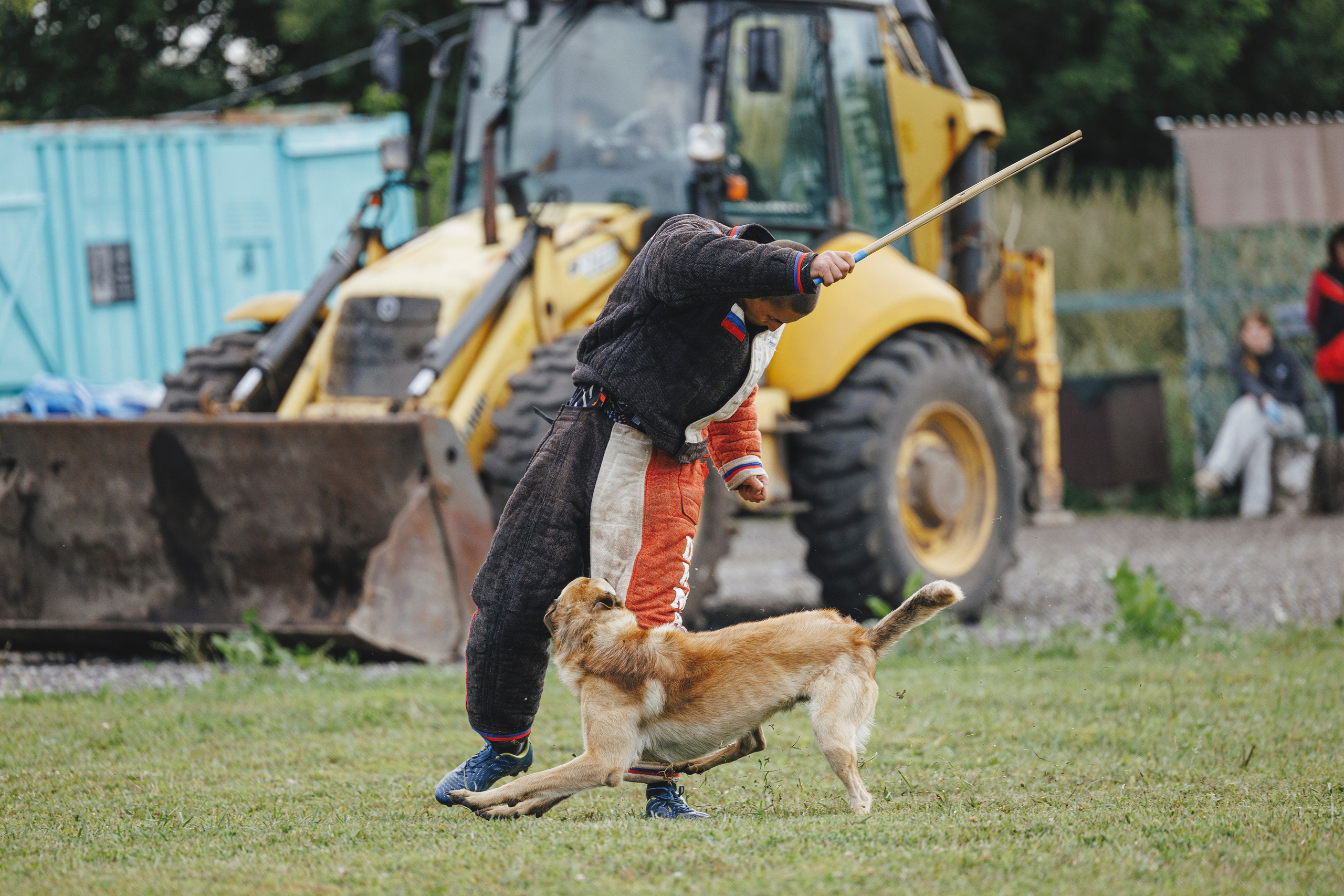 08.08.25-10.08.25 ЧР по мондьорингу г. Вологда. Фотограф-анималист Анна Маринич