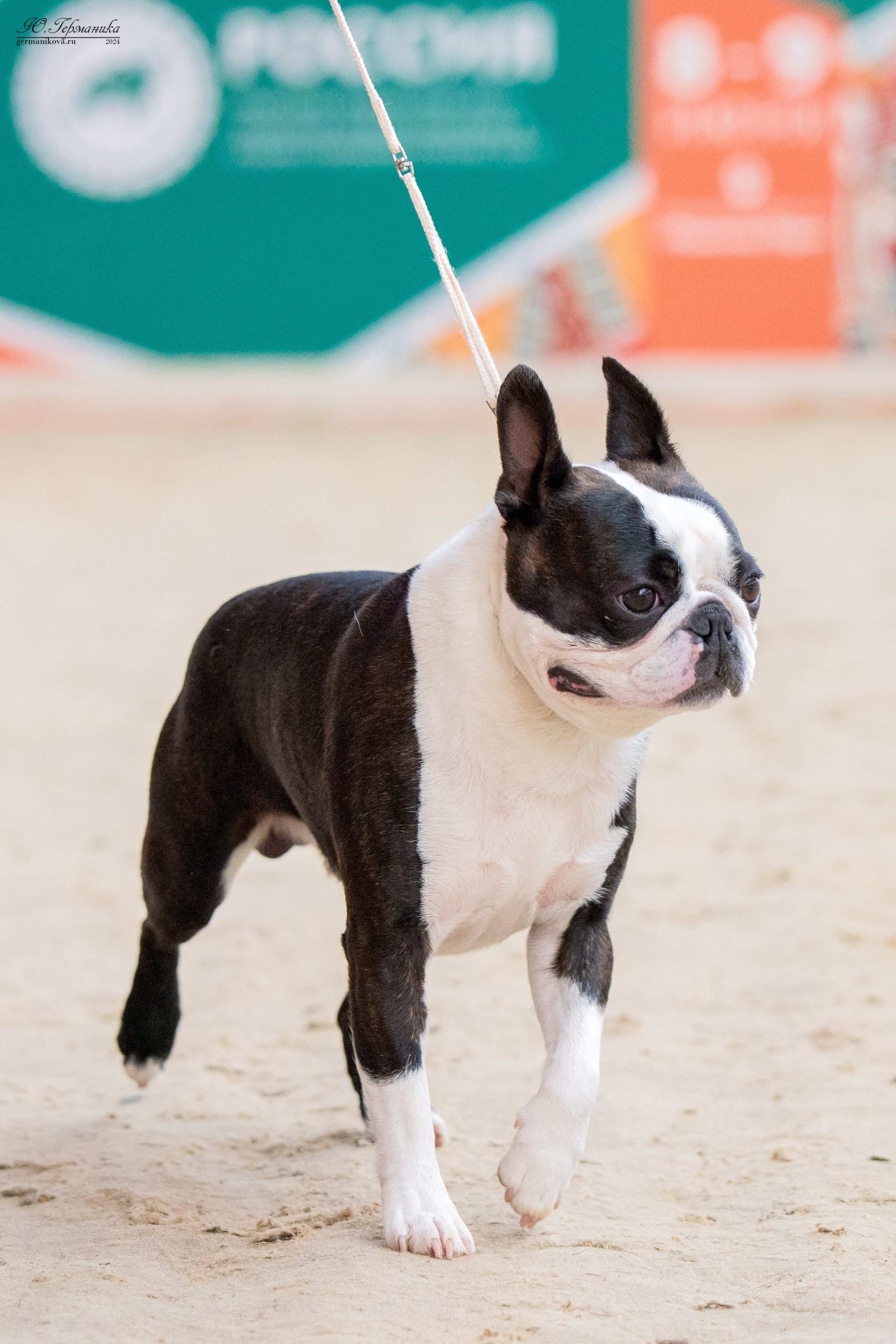 РОССИЯ 8-9.06.2024. Фотограф-анималист Юлия Германика