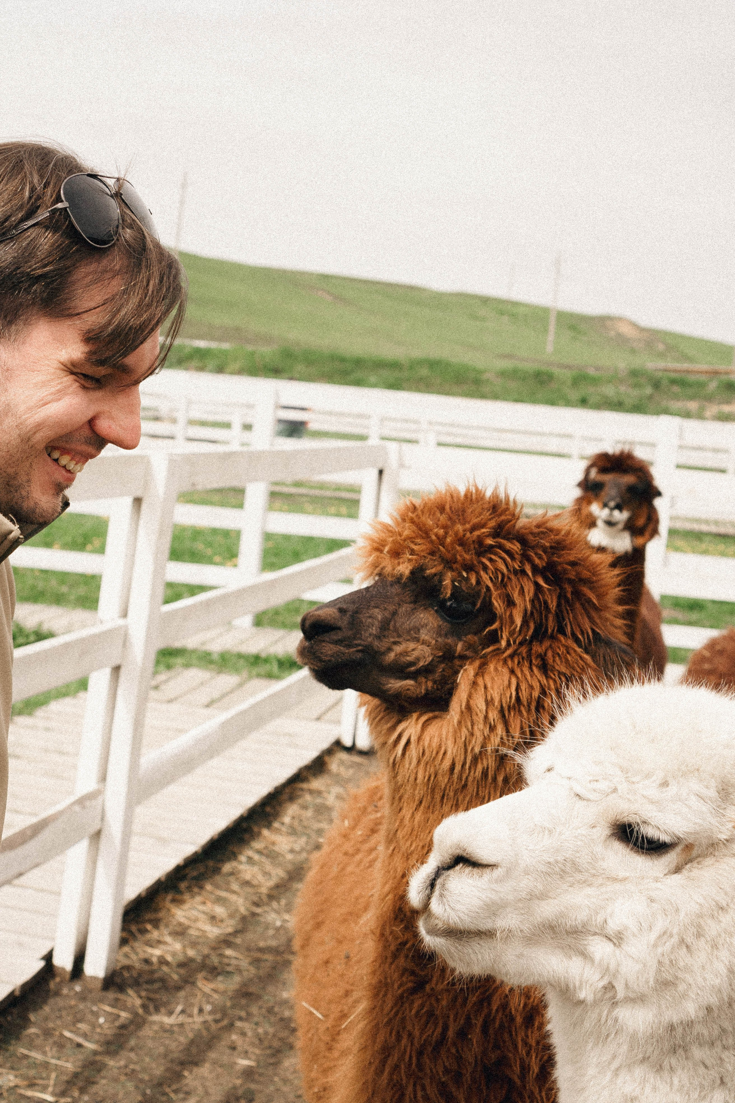 Ферма Альпак. Профессиональный фотограф, Санкт-Петербург — Виктория Богомолова