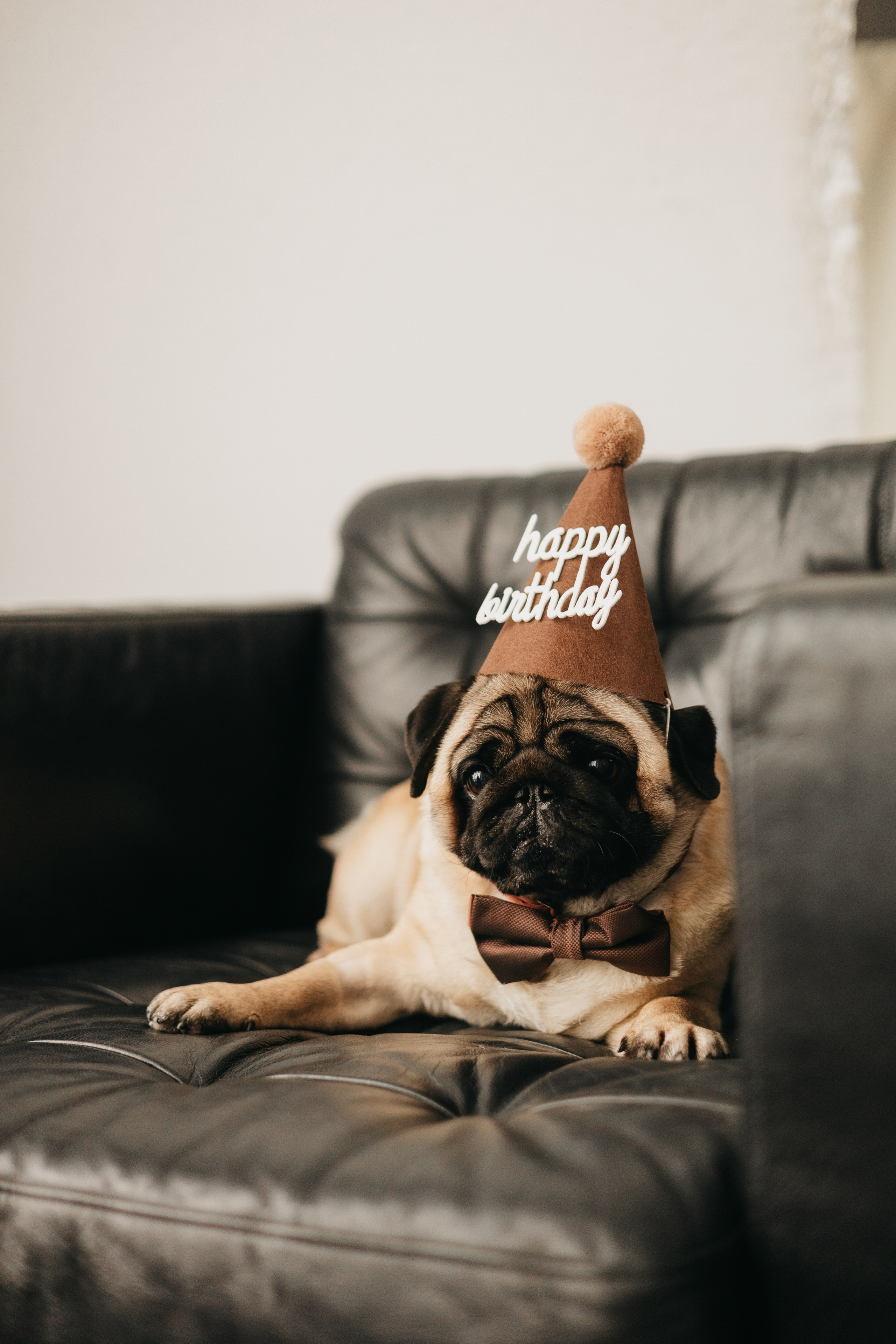 Полина, Артем и Гарри. Фотограф животных Евгения Верцинская