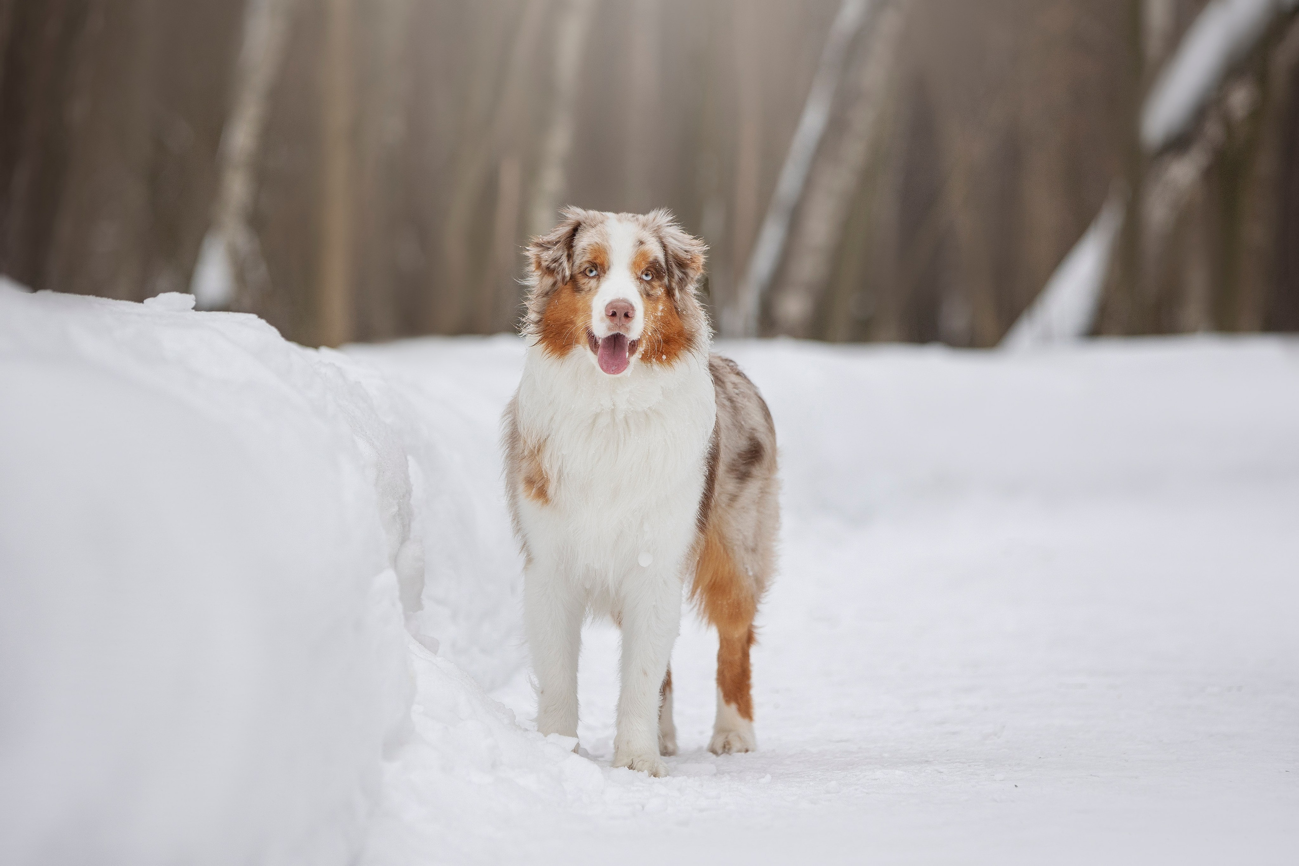 Дария, Макс, Сезам и Чили. Фотограф анималист в Москве Майорова Евгения